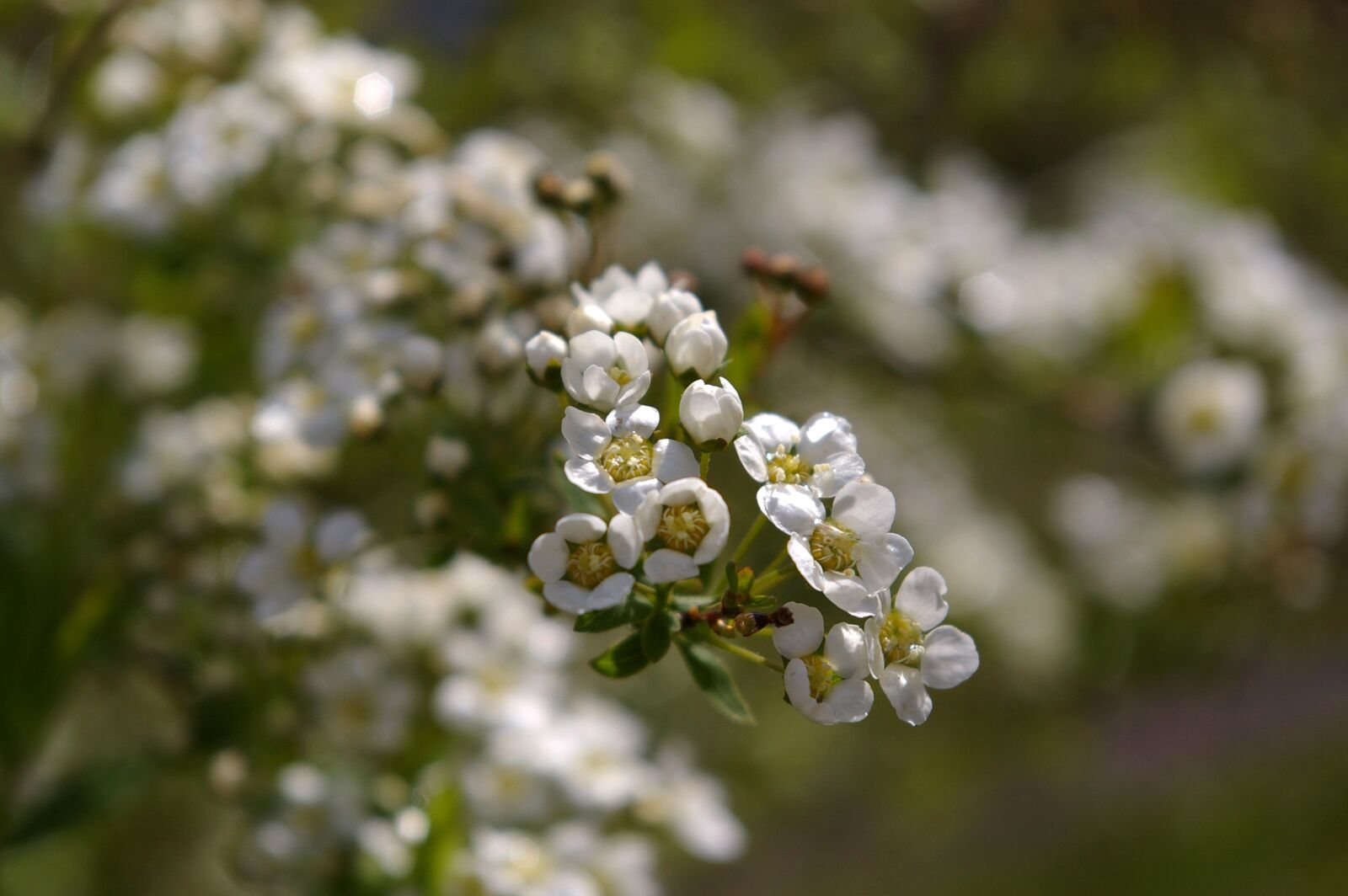 Pentax *ist DL2 sample photo. Flowers, spring, white photography