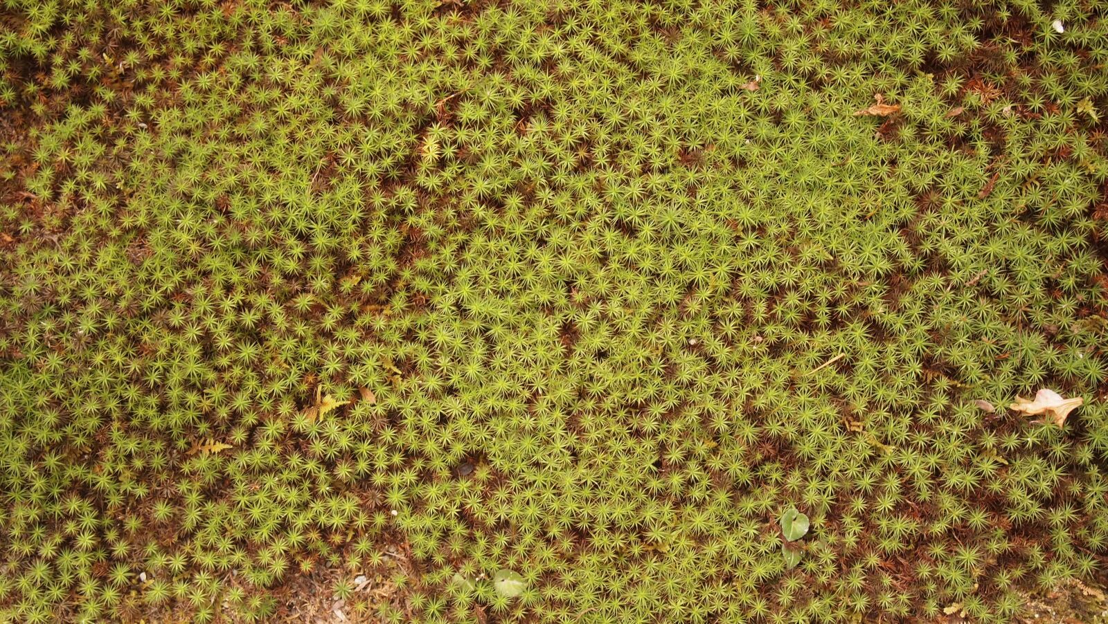 Olympus PEN E-PL2 sample photo. Land, pool, moss photography