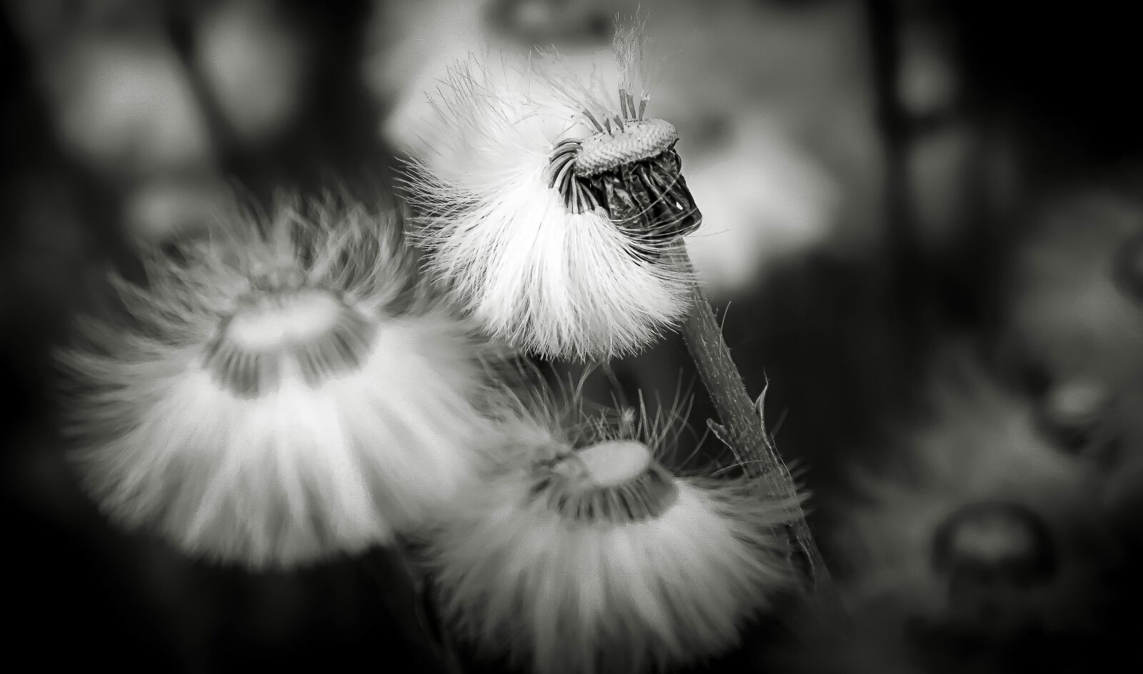 Canon EF-S 18-200mm F3.5-5.6 IS sample photo. Dandelion, seeds, black-and-white photography