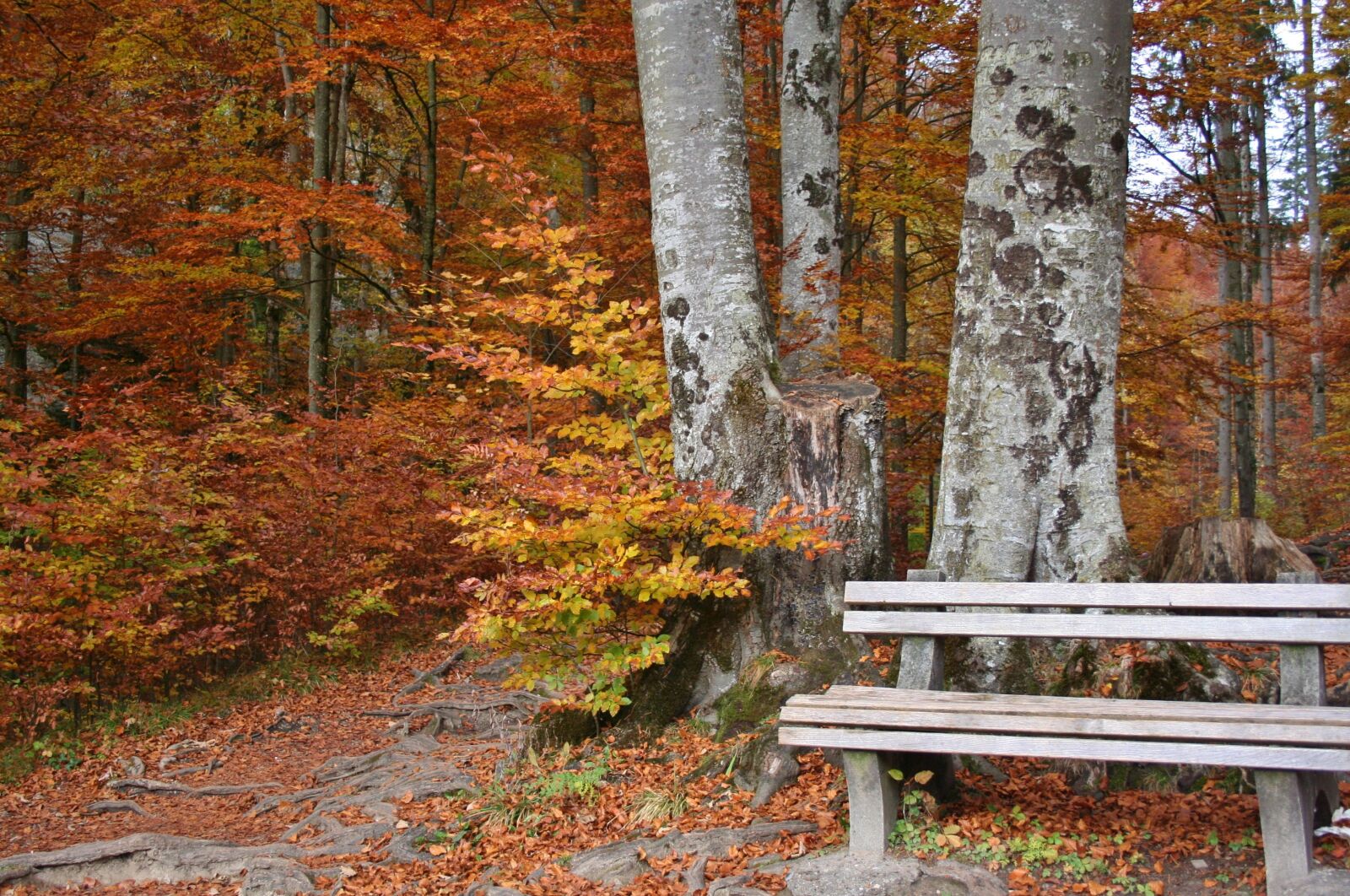 Canon EOS 350D (EOS Digital Rebel XT / EOS Kiss Digital N) sample photo. Autumn, forest, golden autumn photography