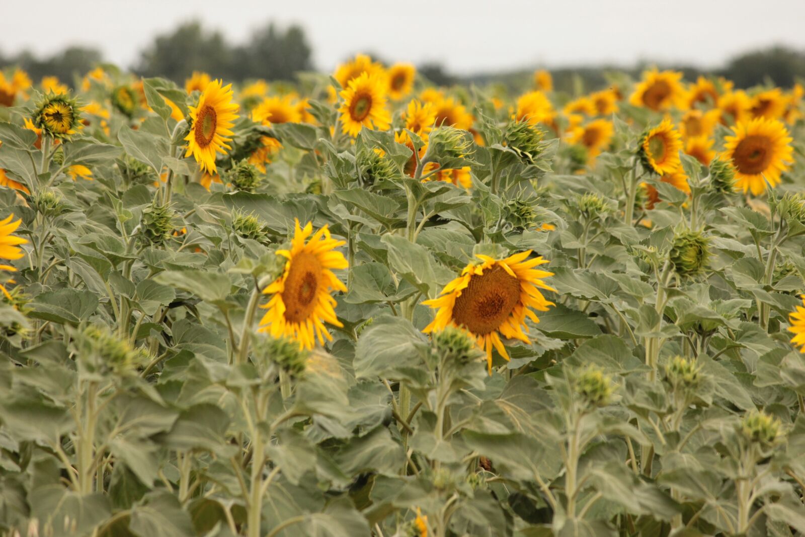 Canon EOS 550D (EOS Rebel T2i / EOS Kiss X4) sample photo. Agriculture, sunflower, flower photography