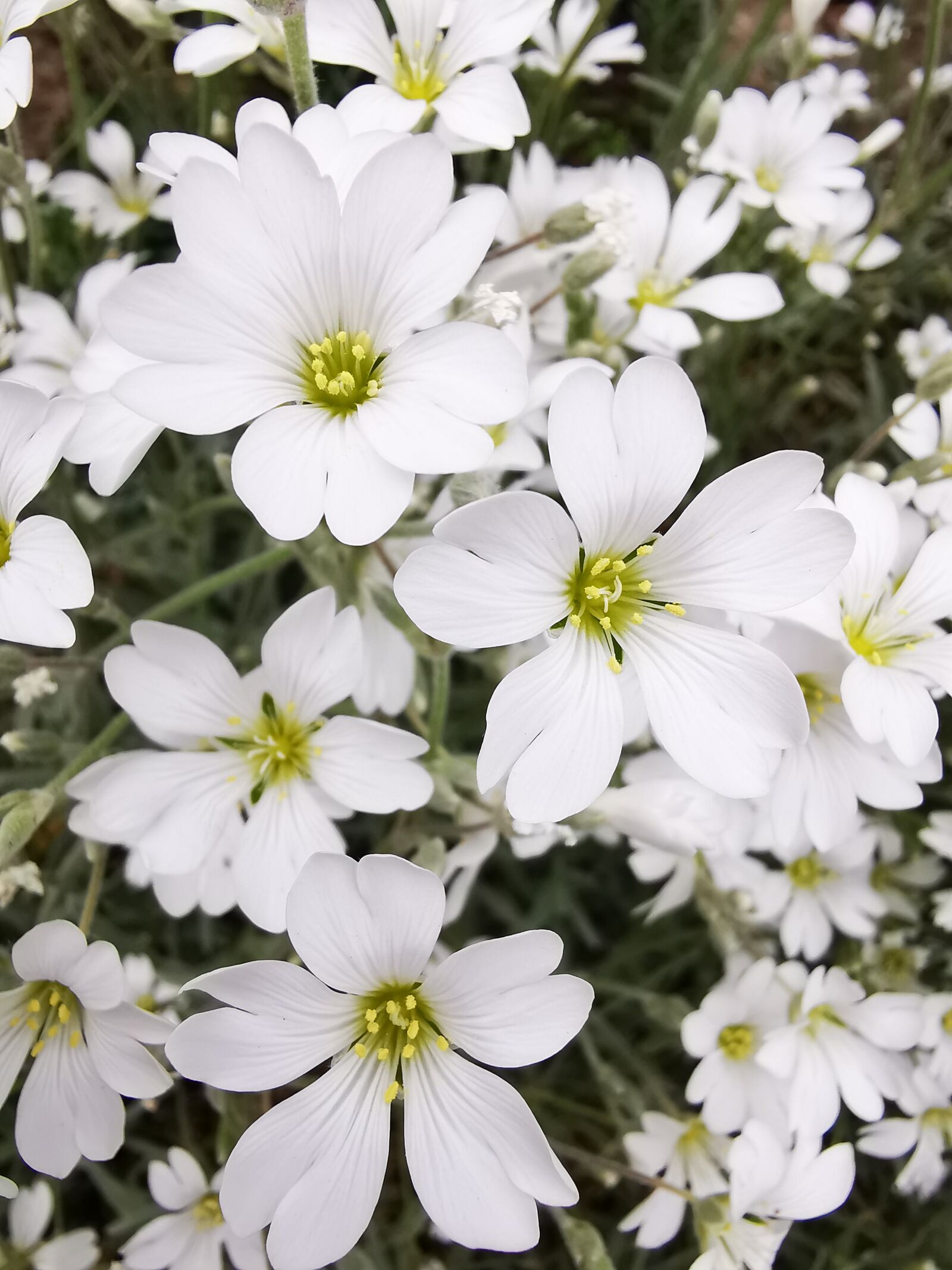 HUAWEI P30 Pro sample photo. Mouse ear, blossom, bloom photography