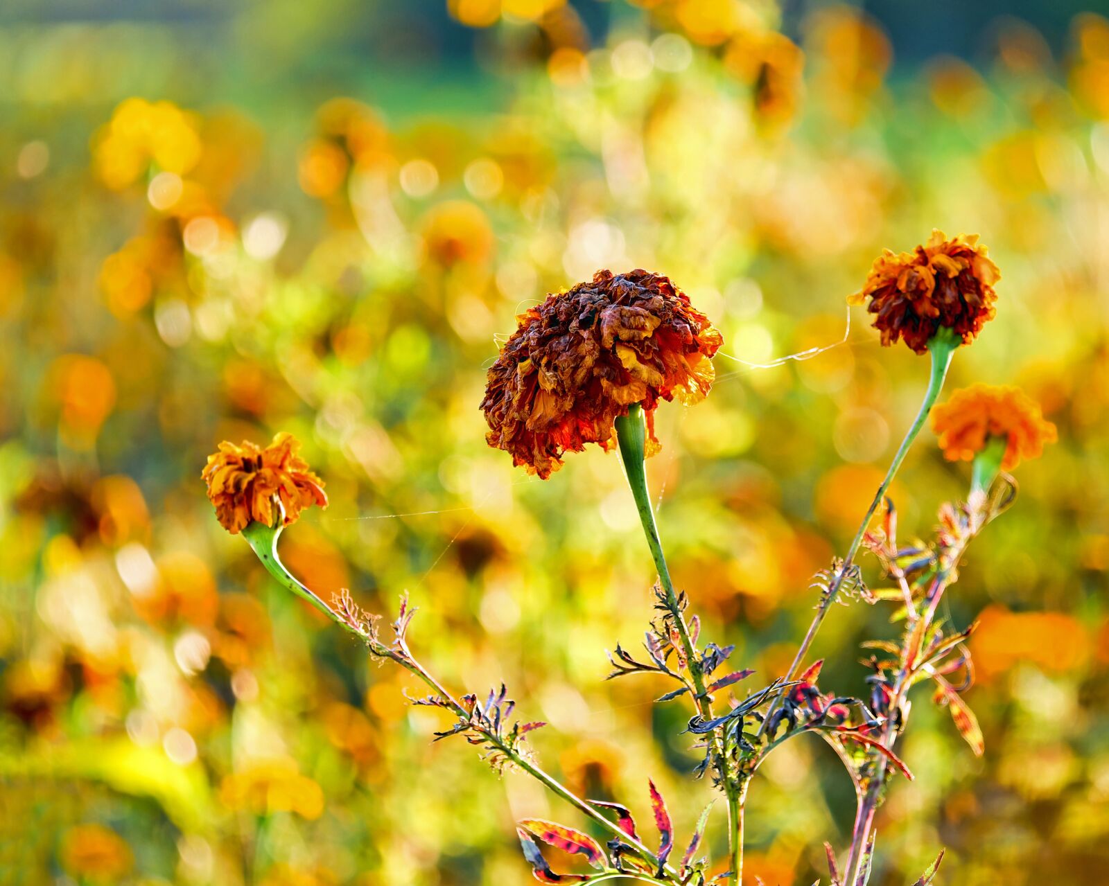 Fujifilm XF 55-200mm F3.5-4.8 R LM OIS sample photo. Marigold, flower, asteraceae photography
