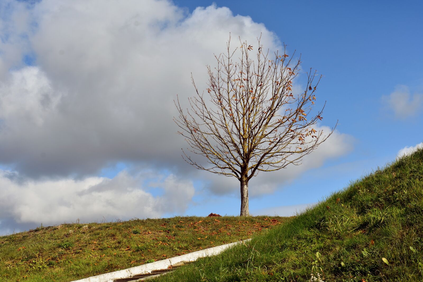 Nikon D3400 sample photo. Tree, autumn, the lone photography