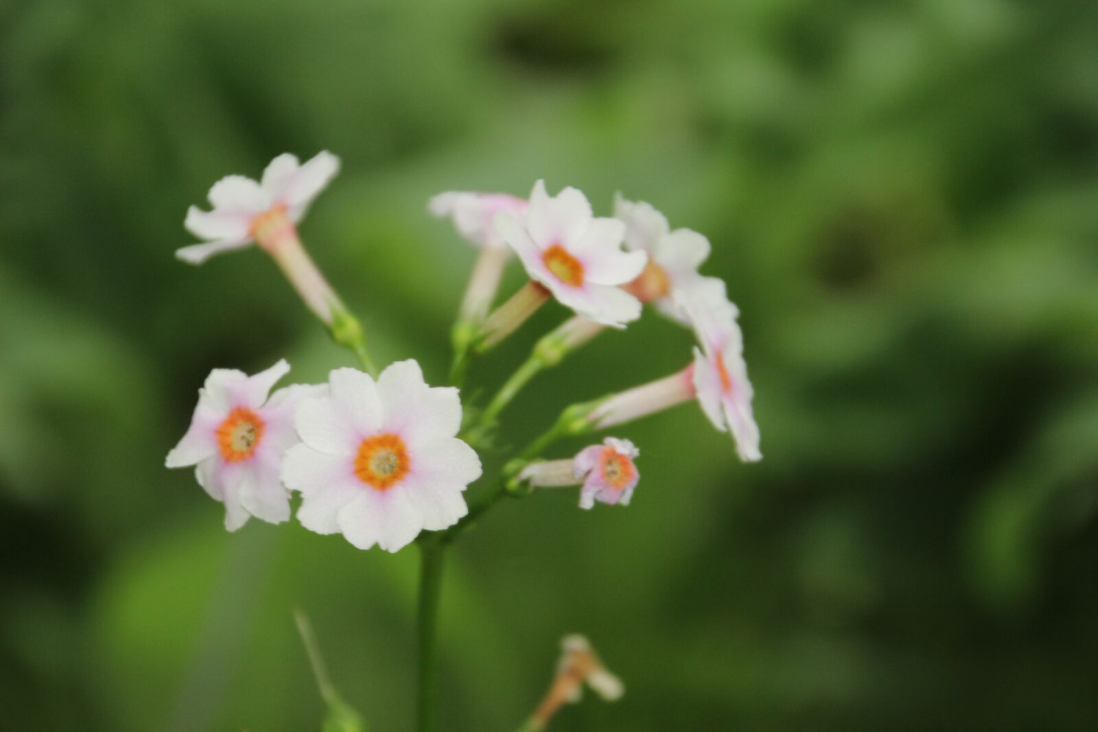 Canon EOS 100D (EOS Rebel SL1 / EOS Kiss X7) sample photo. Flower, primrose, spring photography