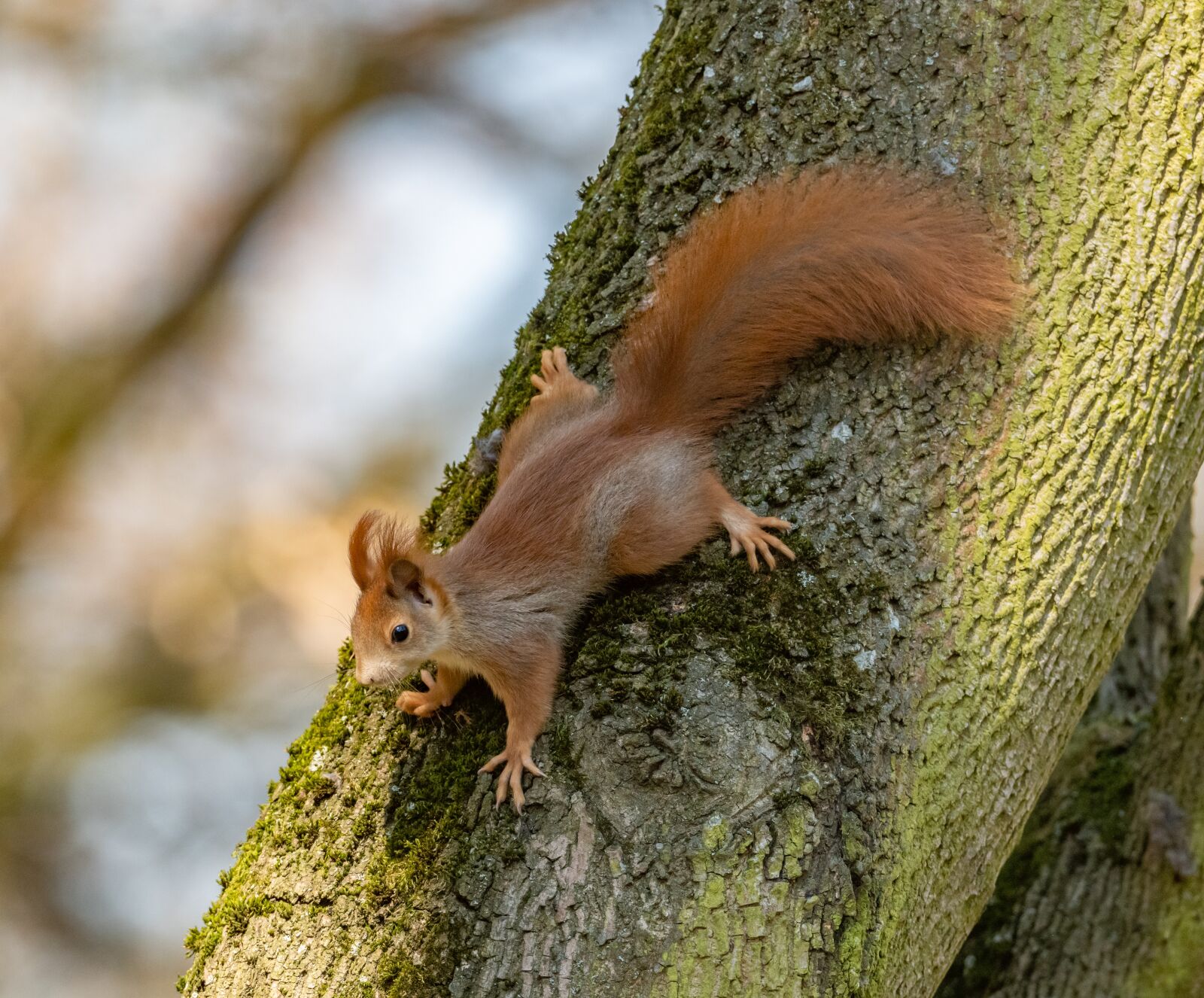 Nikon D850 sample photo. The squirrel, lesion, tree photography
