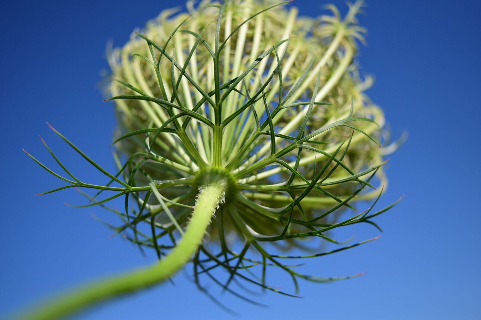 Nikon D3300 sample photo. Sheep sheaf, weed, close photography