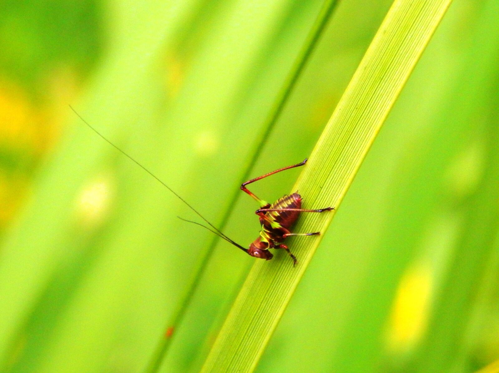 Nikon Coolpix L830 sample photo. Insect, invertebrate, cricket photography