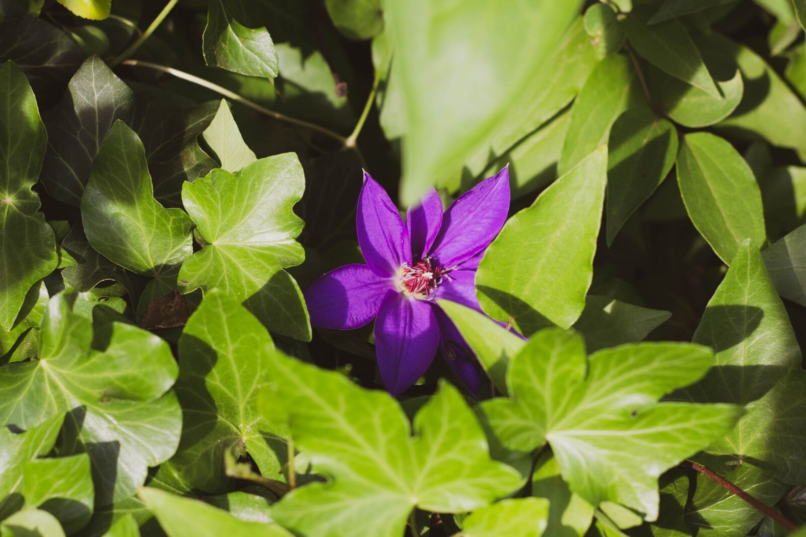 Canon EOS 60D + Canon EF 50mm F1.8 II sample photo. Nature, plants, outdoors photography