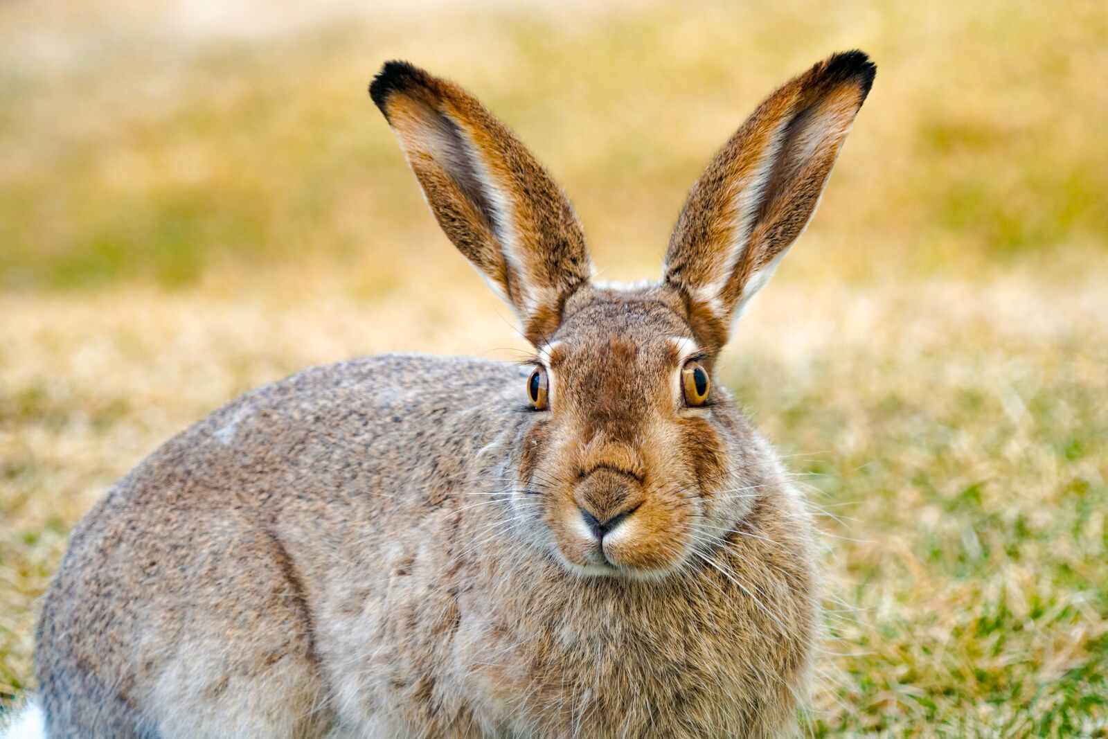 Sony a6500 sample photo. Jackrabbit, hare, rabbit photography