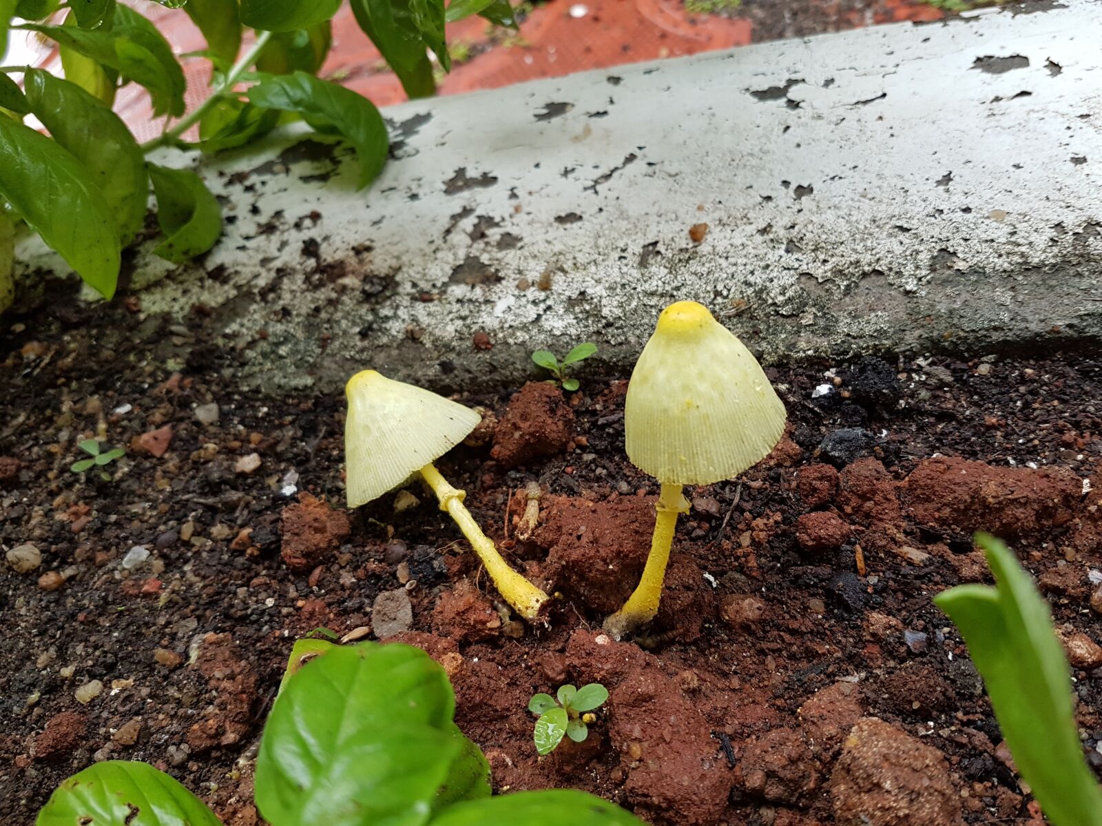 Samsung SM-G930F sample photo. Yellow houseplant mushroom, yellow photography