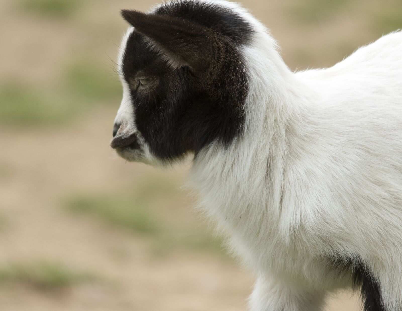 Nikon D5600 sample photo. Kid, goat, cute photography