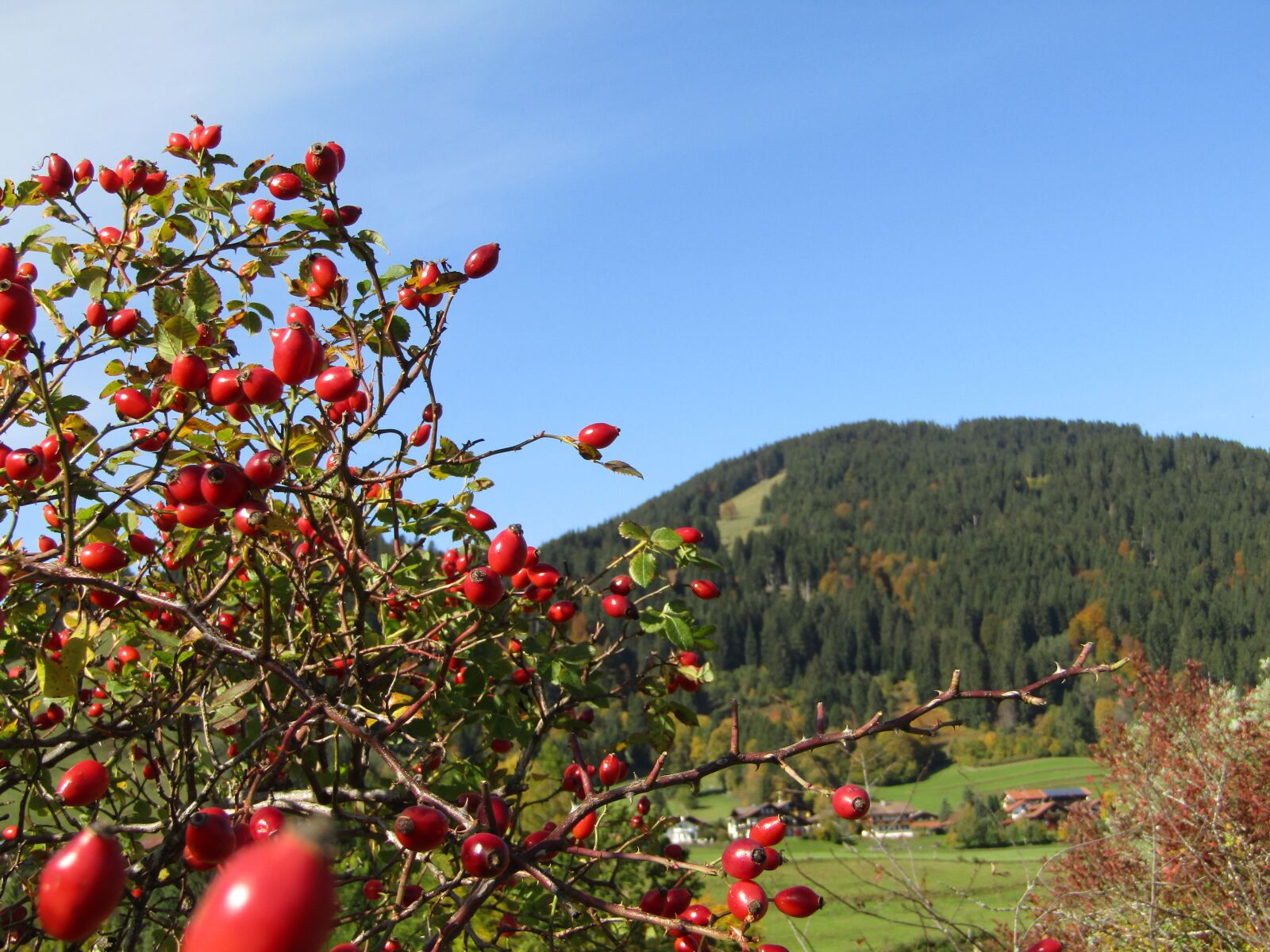 Canon POWERSHOT SX432 IS sample photo. Mountain landscape, rose hip photography