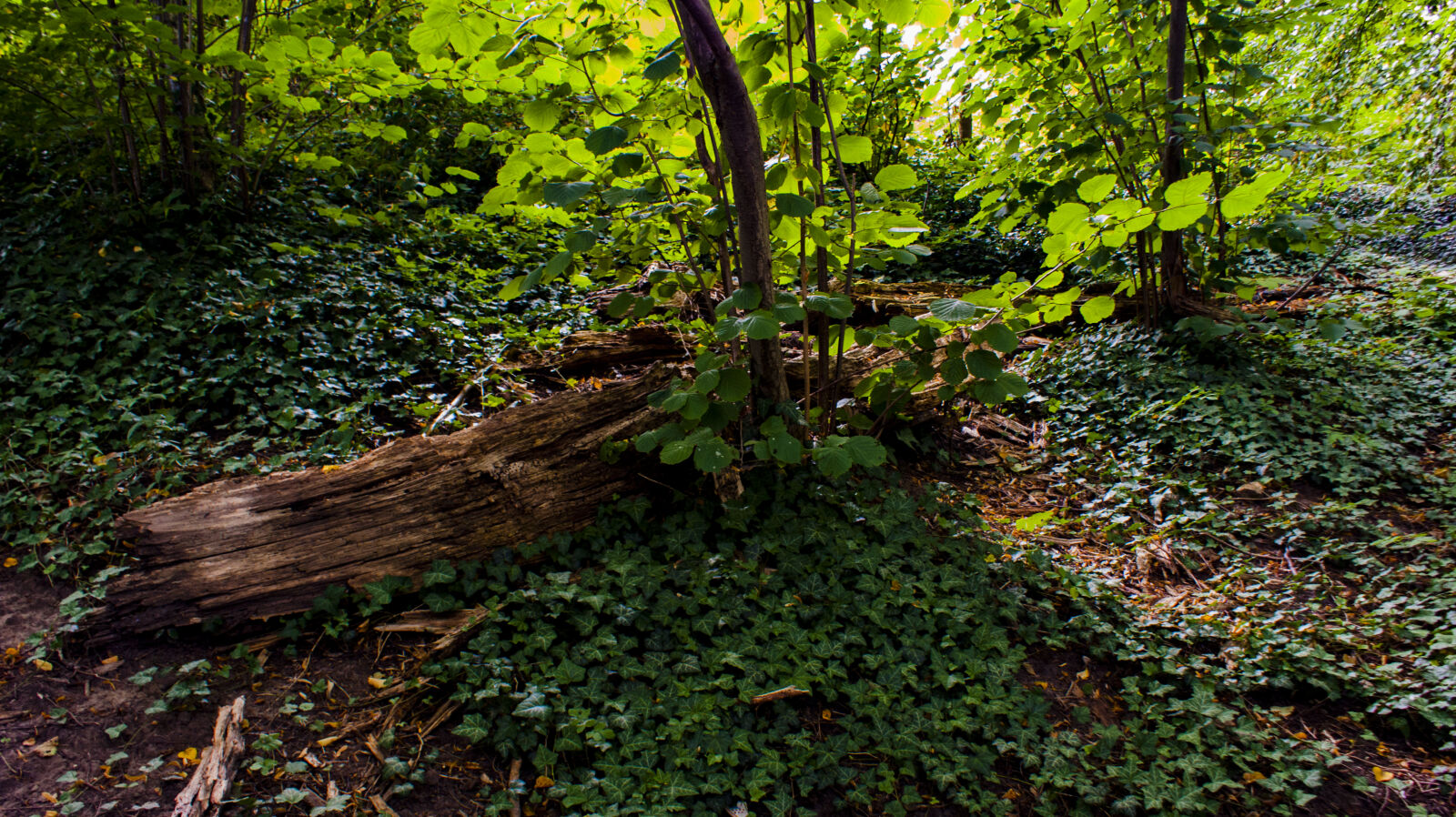 Sony Alpha DSLR-A350 + Sony DT 18-70mm F3.5-5.6 sample photo. Forest, forest, floor, ivy photography