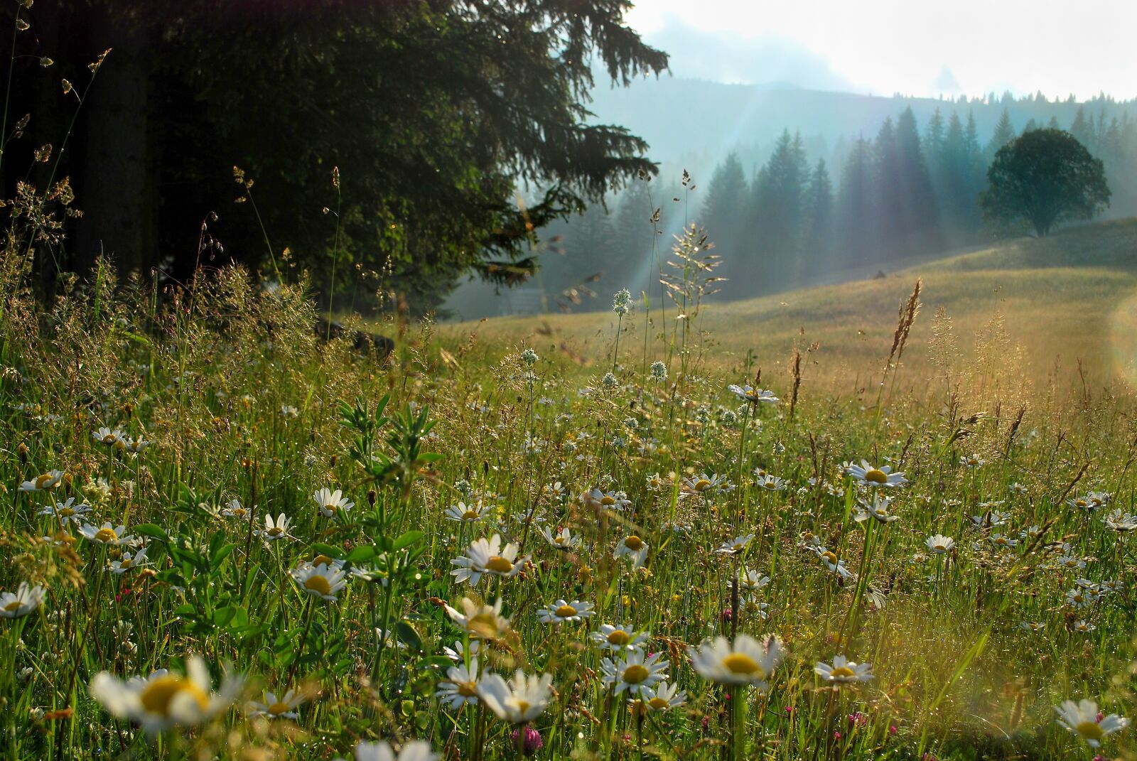 Nikon D60 sample photo. Meadow, mountains, landscape photography