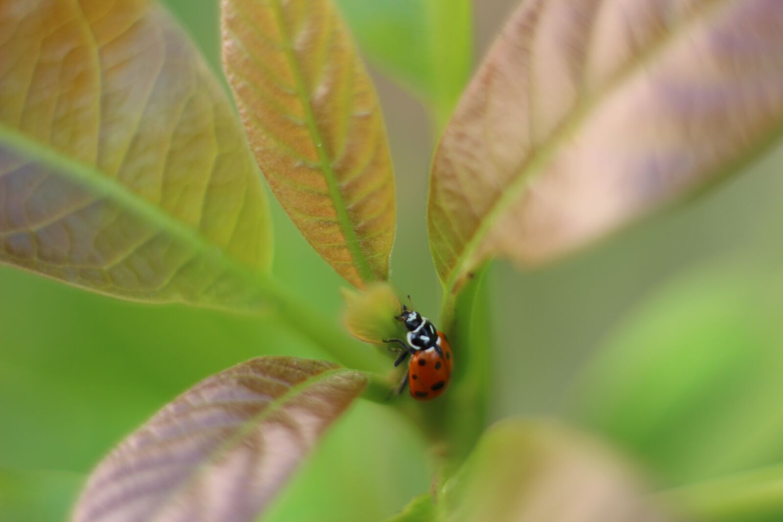 Canon EOS 700D (EOS Rebel T5i / EOS Kiss X7i) sample photo. Ladybug, insect, coccinellida photography