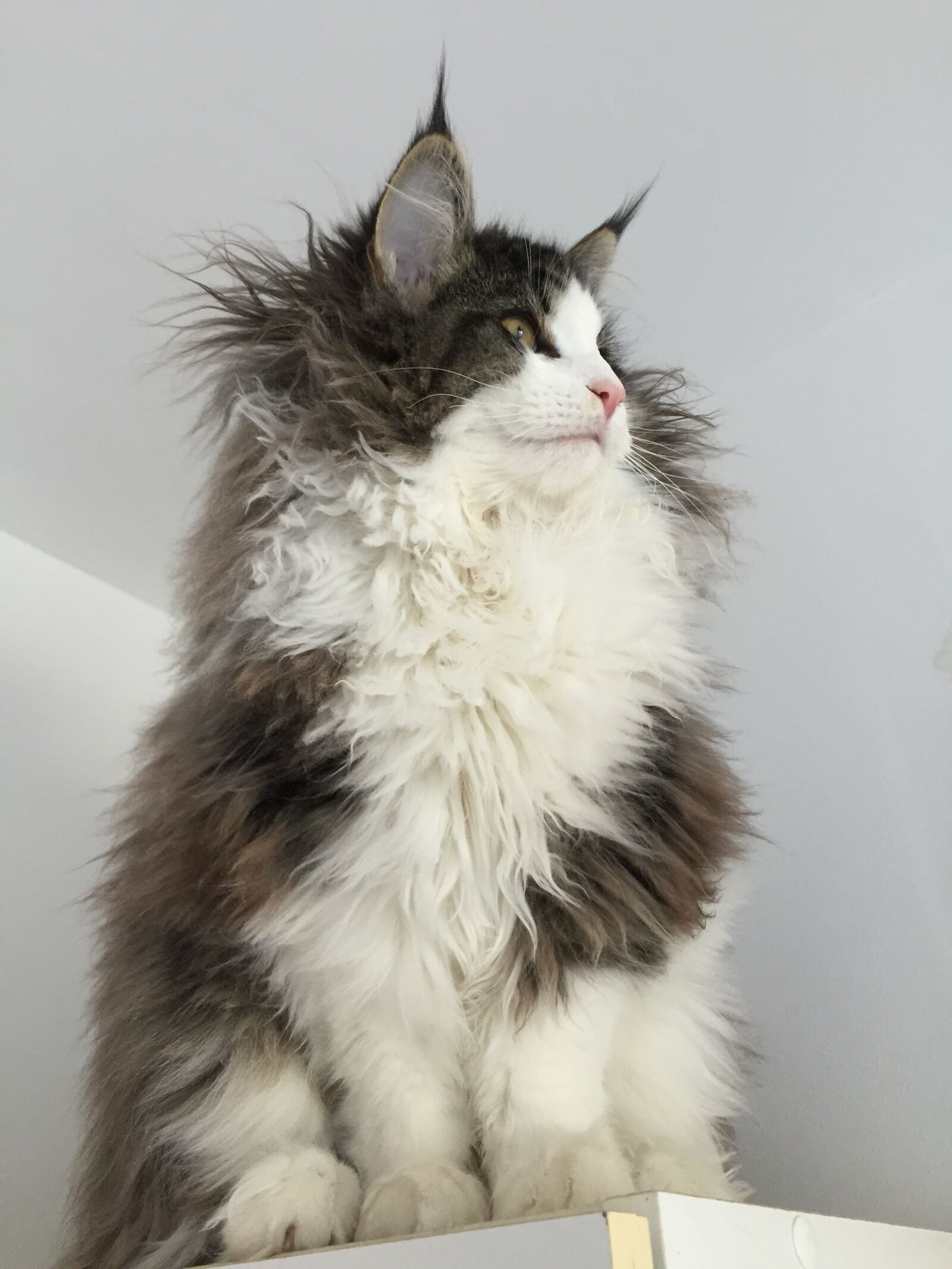 Apple iPhone 6 sample photo. Chat, norvégien, gris photography