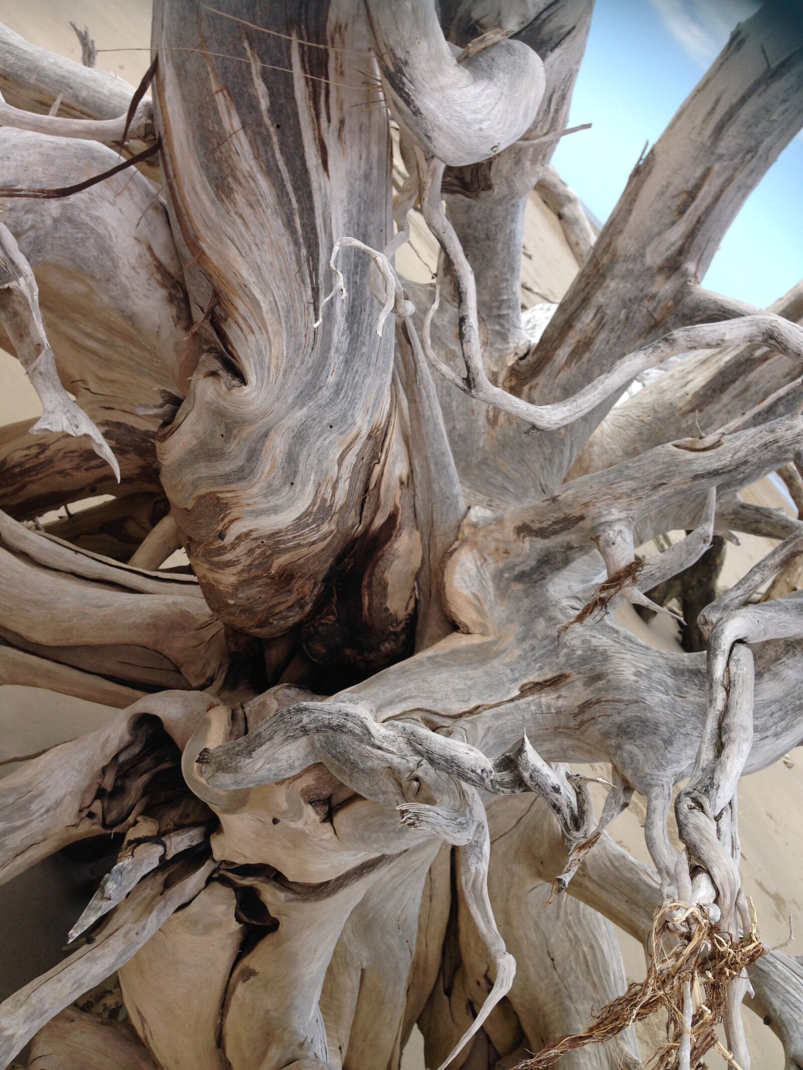 iPhone 5 back camera 4.12mm f/2.4 sample photo. Beach, driftwood, nature photography