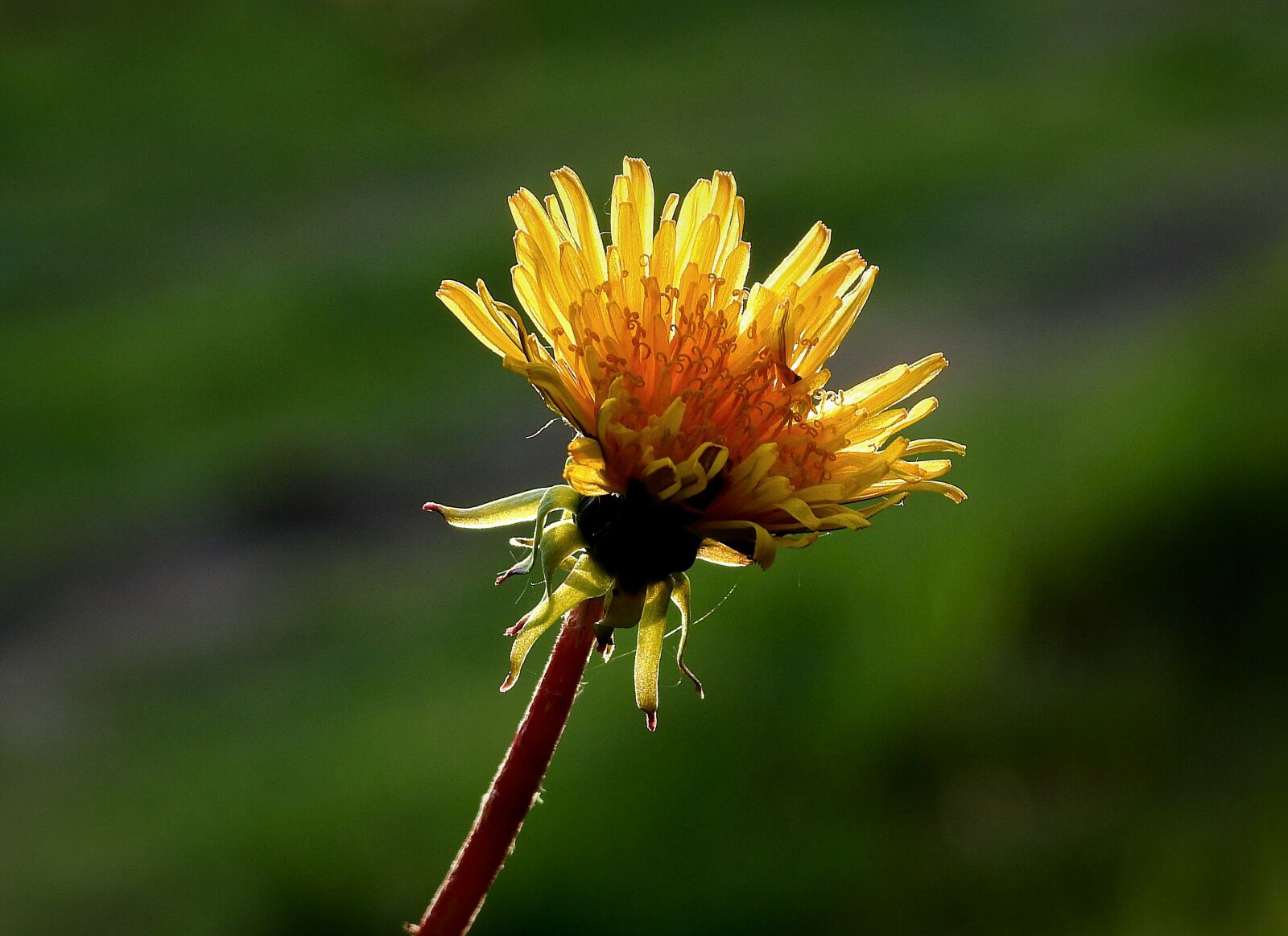 Nikon Coolpix P900 sample photo. Sonchus oleraceus, flower, nature photography