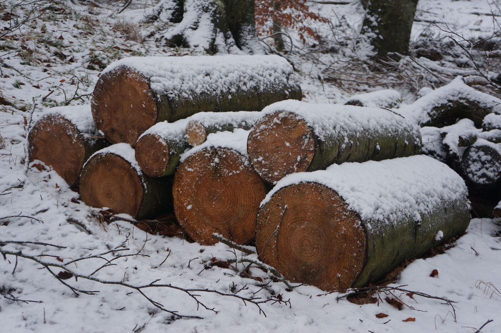 Sony Alpha NEX-5R + Sony E 18-55mm F3.5-5.6 OSS sample photo. Winter, wood, forest photography
