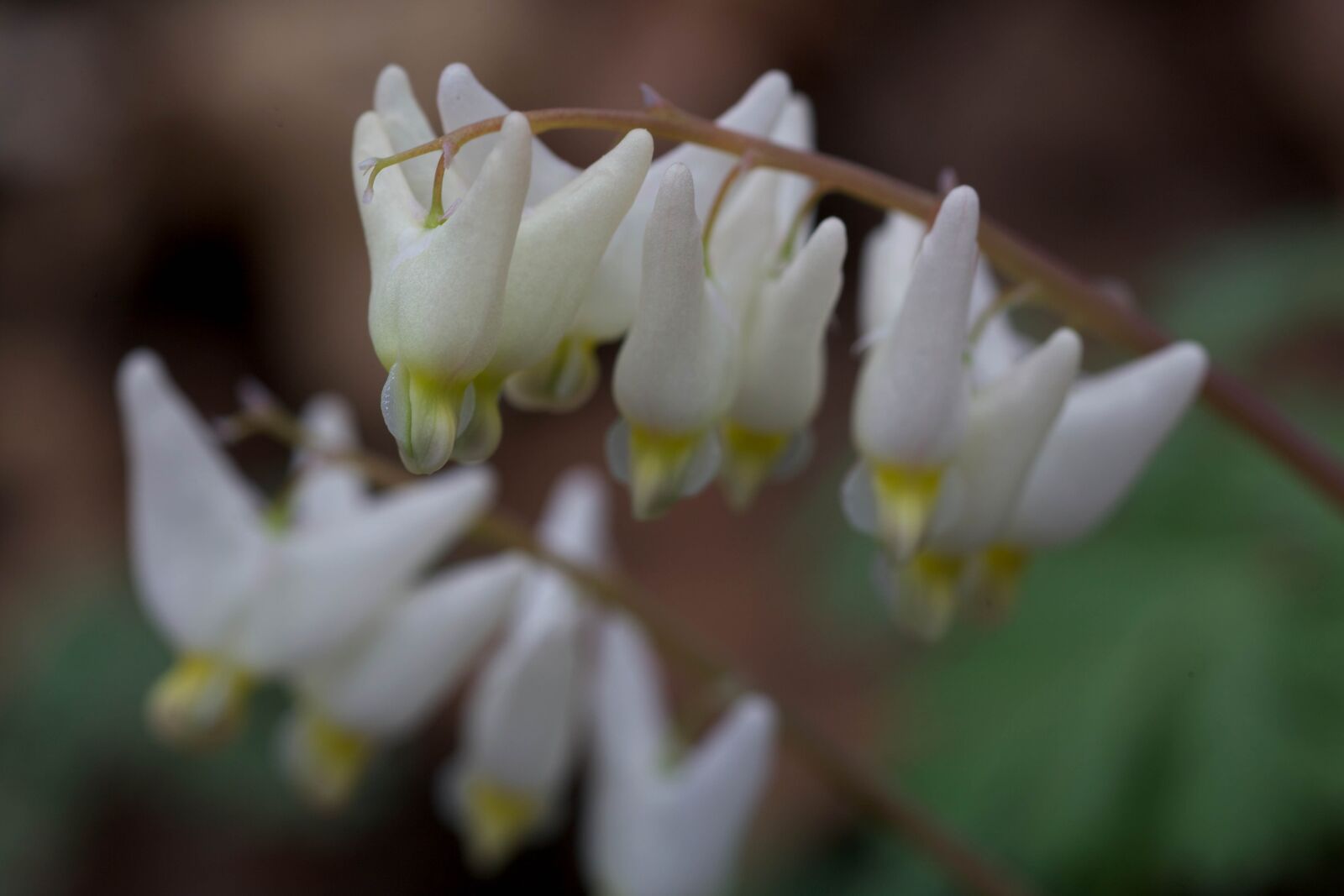 Canon EOS 5D Mark II sample photo. Dicentra, cucullaria, plant, flowering photography