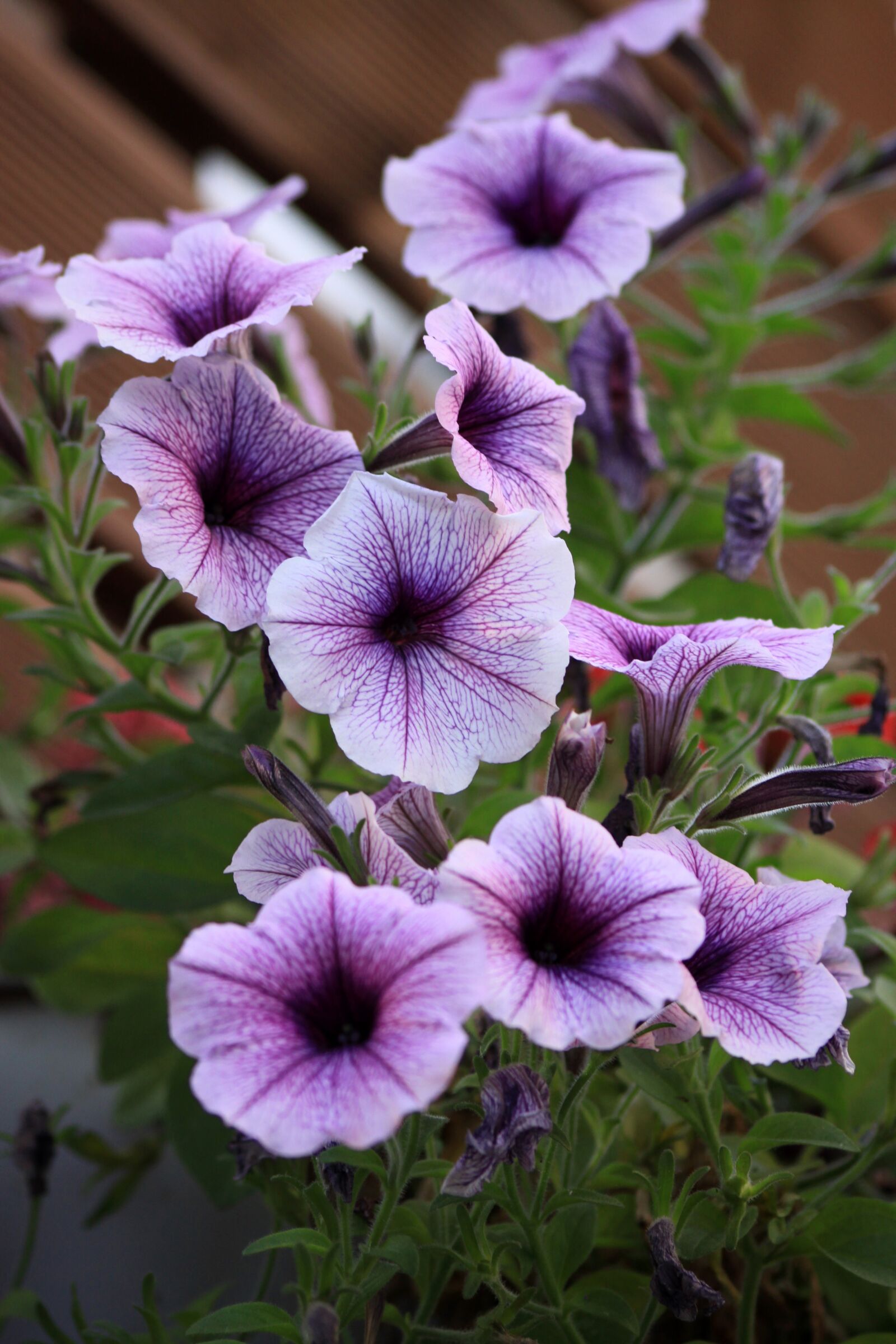 Canon EOS 50D sample photo. Morning glory, flowers, nature photography