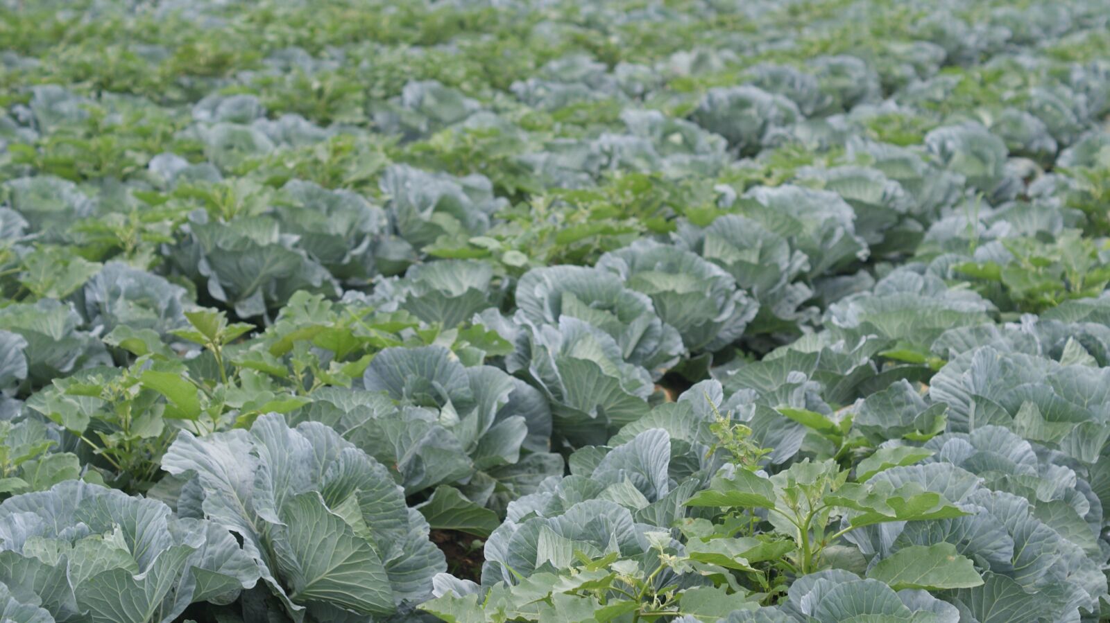 Sony Alpha DSLR-A200 sample photo. Vegetables, green, healthy photography