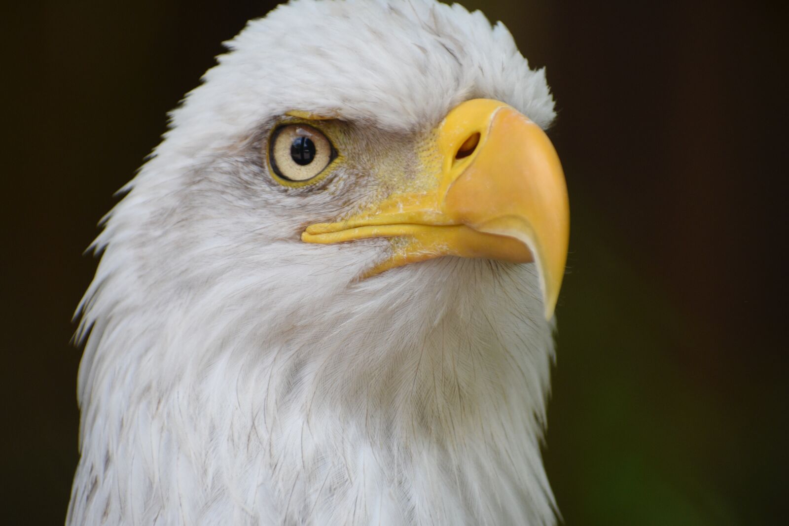 Nikon D3400 sample photo. Ave, eagle, freedom photography