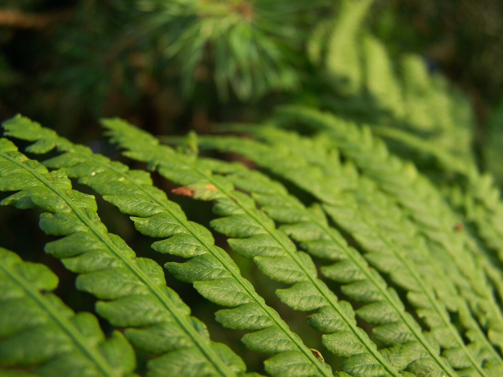 Kodak EASYSHARE Z710 ZOOM DIGITAL CAMERA sample photo. Fern, leaf, fern leaf photography