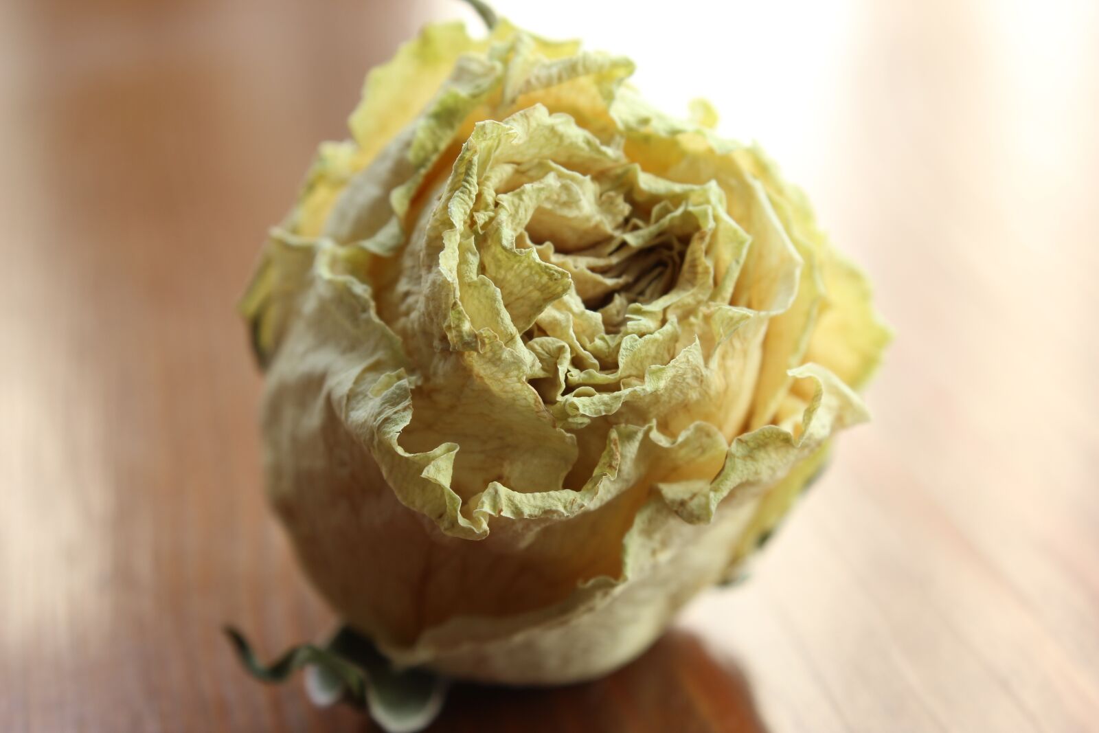 Canon EOS 1200D (EOS Rebel T5 / EOS Kiss X70 / EOS Hi) sample photo. Rosa, flower, still life photography