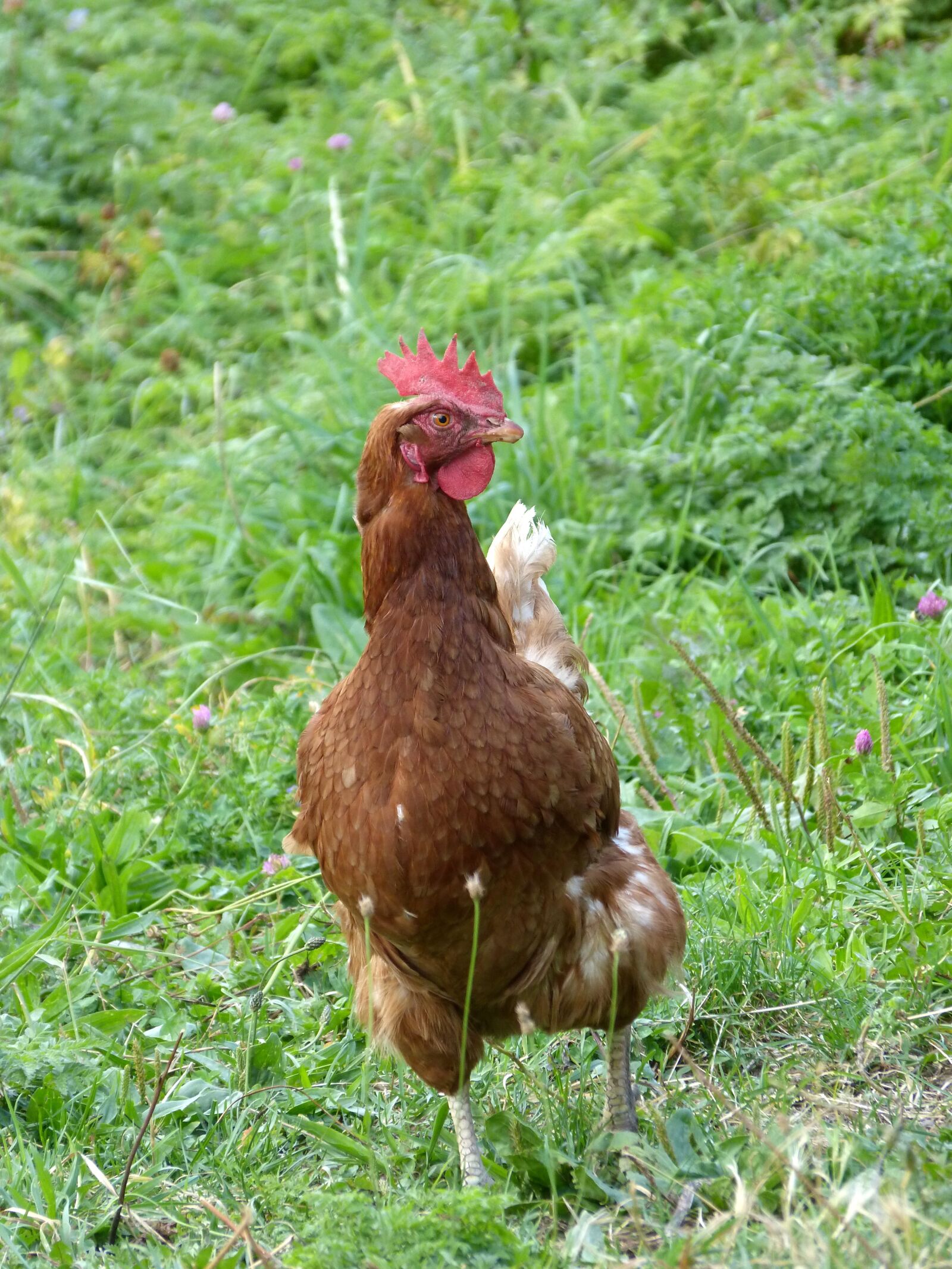 Panasonic DMC-FZ62 sample photo. Hen, freedom, field photography