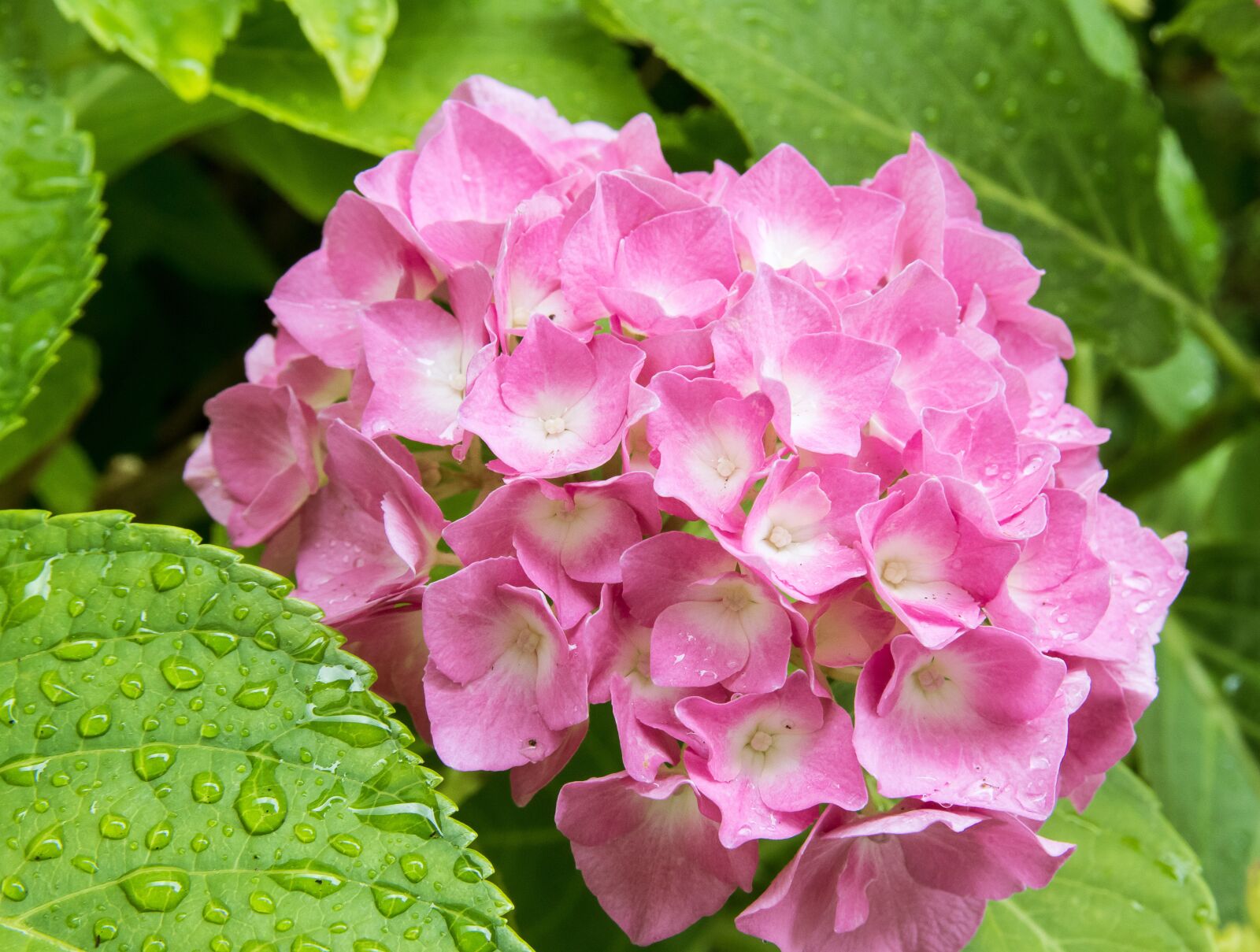 Canon EOS 80D sample photo. Hydrangea, plant, blossom photography