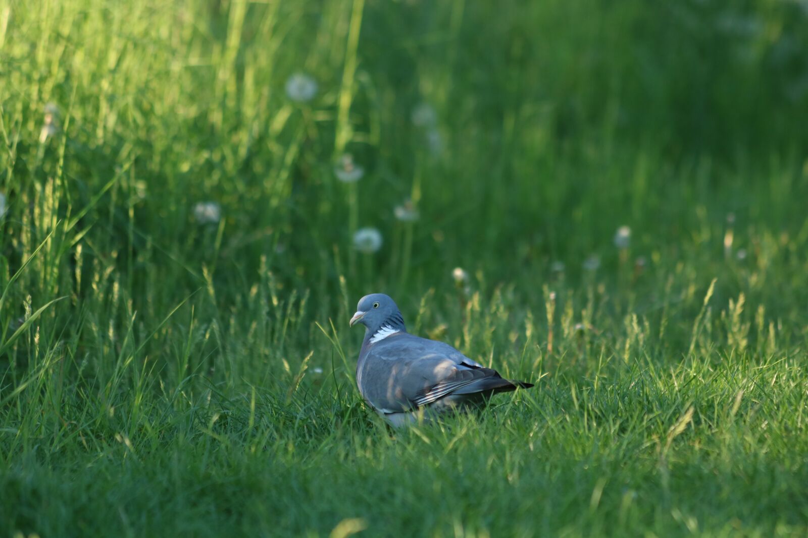 Canon EOS 750D (EOS Rebel T6i / EOS Kiss X8i) sample photo. Pigeon, bird, grass photography