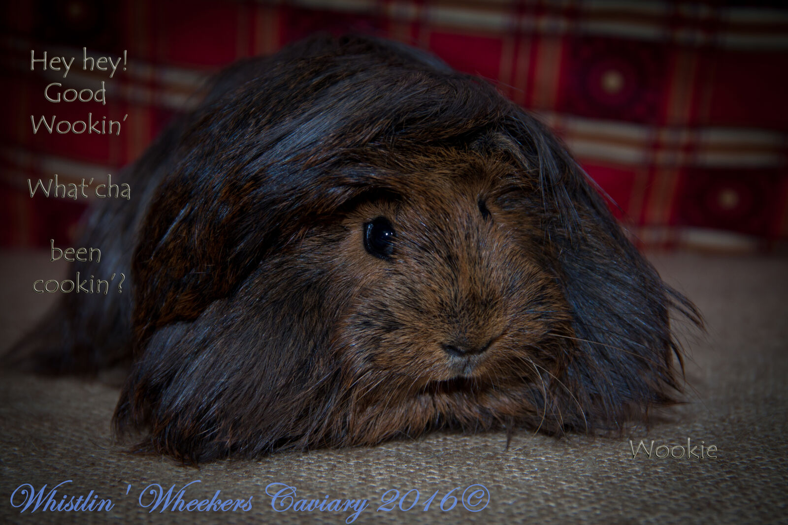 Canon EOS 50D + Canon EF-S 18-135mm F3.5-5.6 IS sample photo. Cavy, guinea, pig, peruvian photography
