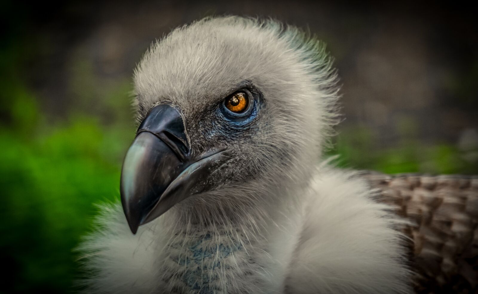 Sony E 55-210mm F4.5-6.3 OSS sample photo. Vulture, bird, animal photography