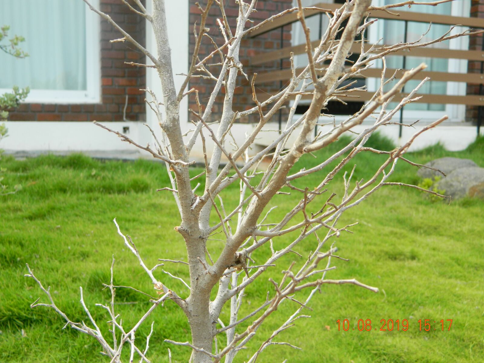 Nikon COOLPIX L310 sample photo. Garden, leafless tree, landscaping photography
