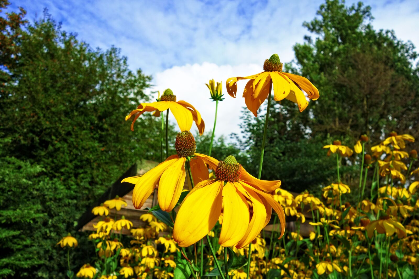 Sony Cyber-shot DSC-RX100 sample photo. Cone flower, yellow cone photography