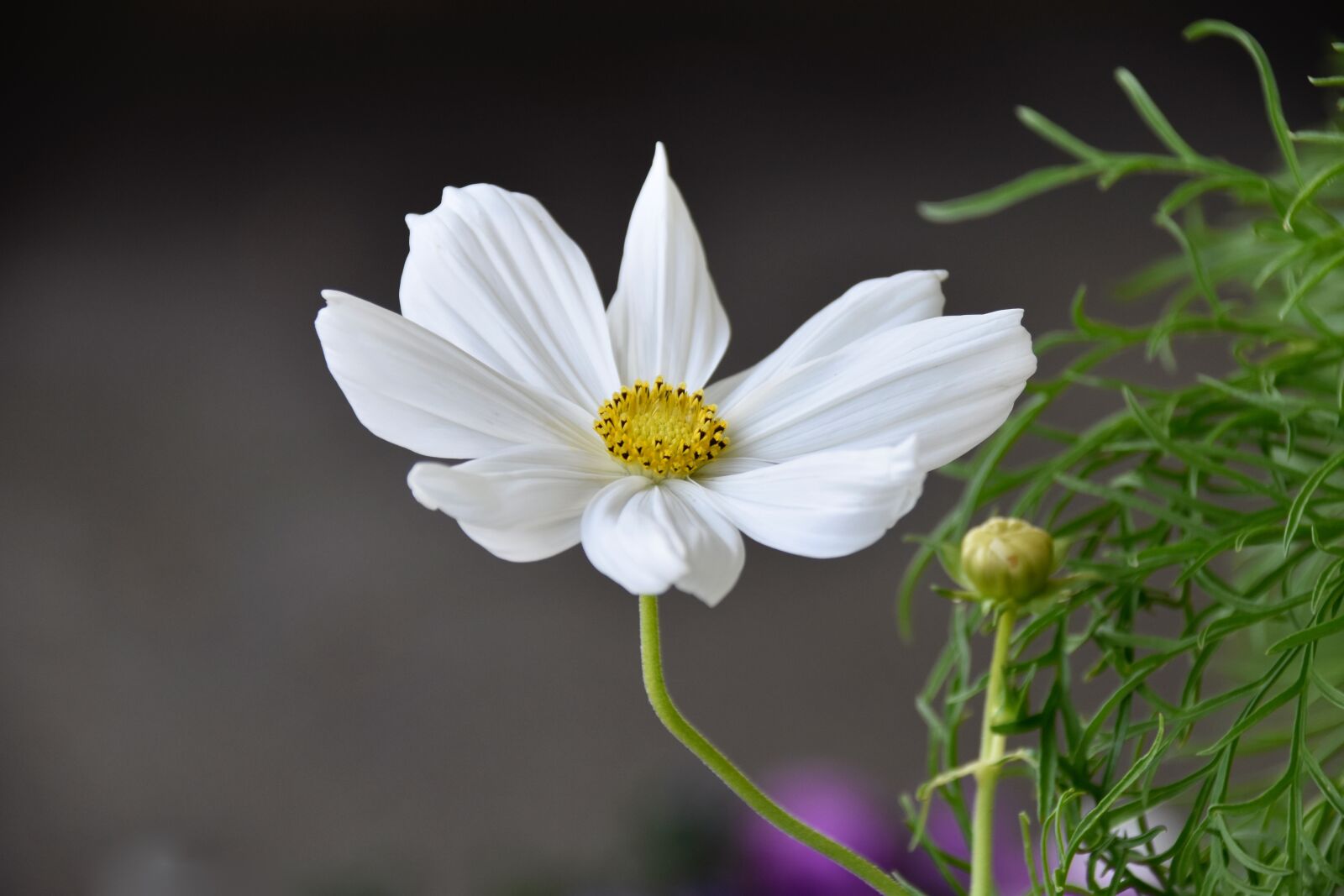 Nikon D5600 sample photo. Flower, cosmos flowers, flower photography