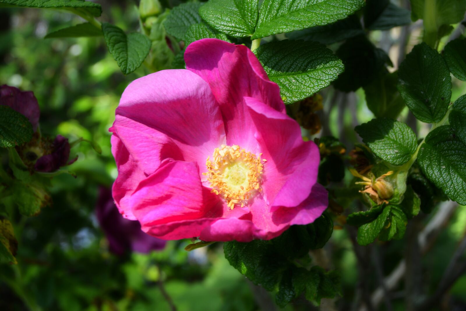 Nikon D5200 sample photo. Flower, nature, plant photography
