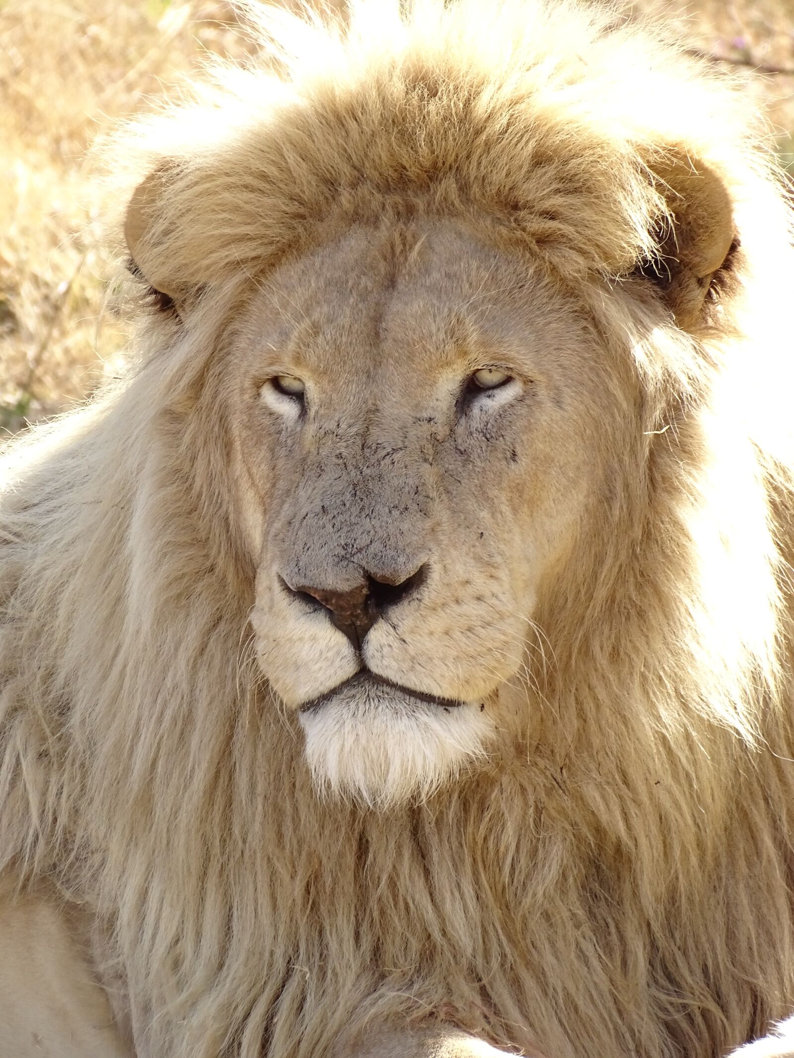 Sony Cyber-shot DSC-HX400V sample photo. Lion, white, white lion photography