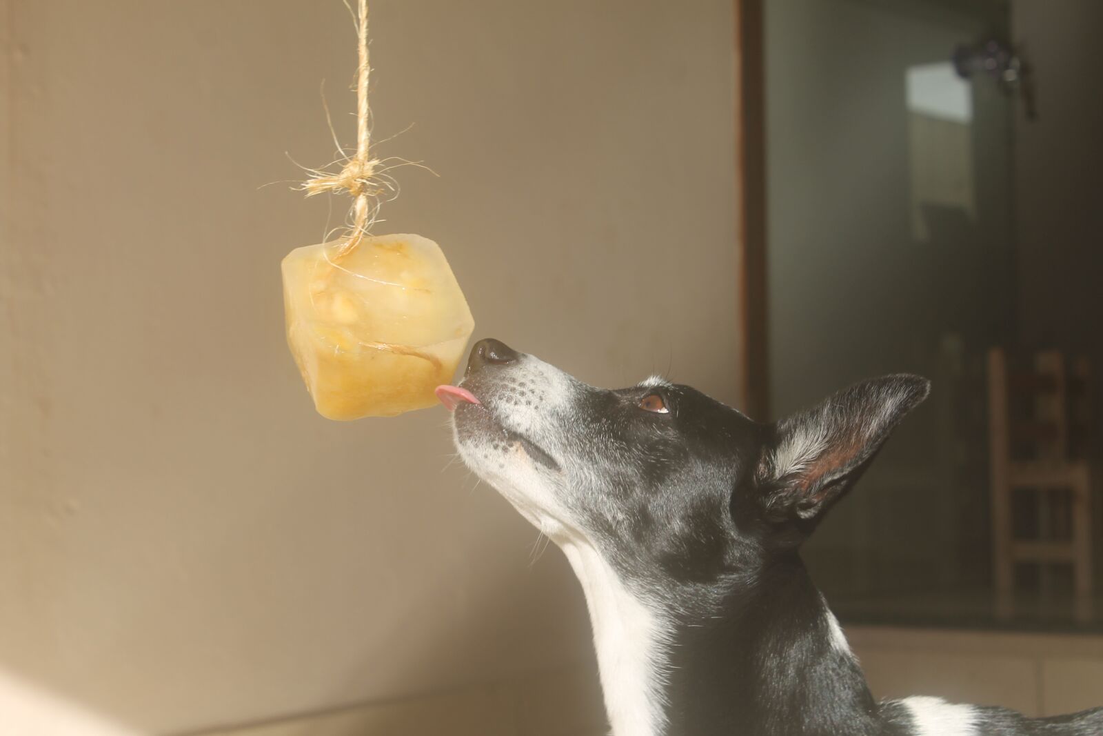 Canon EOS 1100D (EOS Rebel T3 / EOS Kiss X50) sample photo. Animals, dog, pet photography