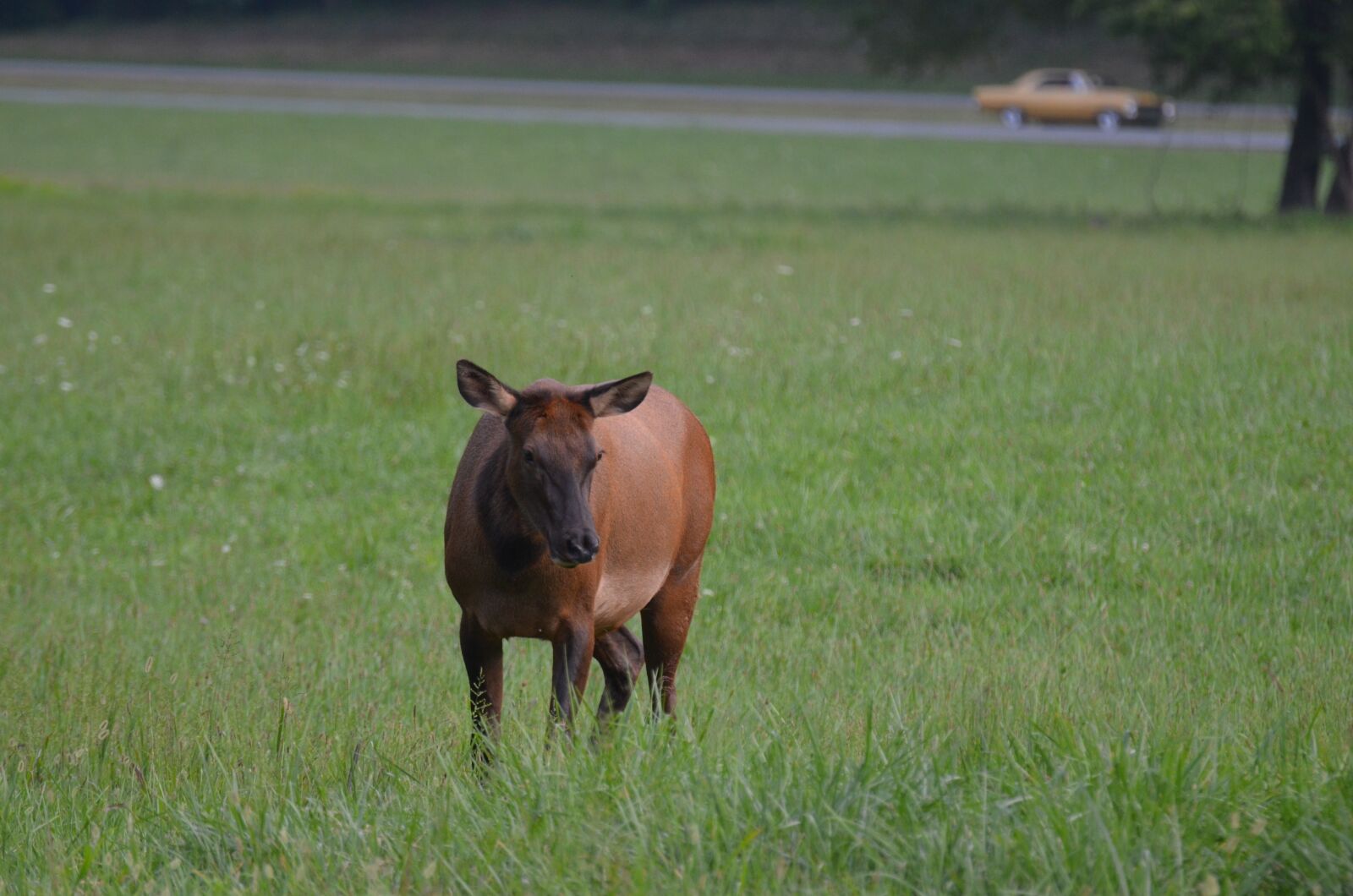 Nikon D5100 sample photo. Momentum bull, momentum, mammal photography