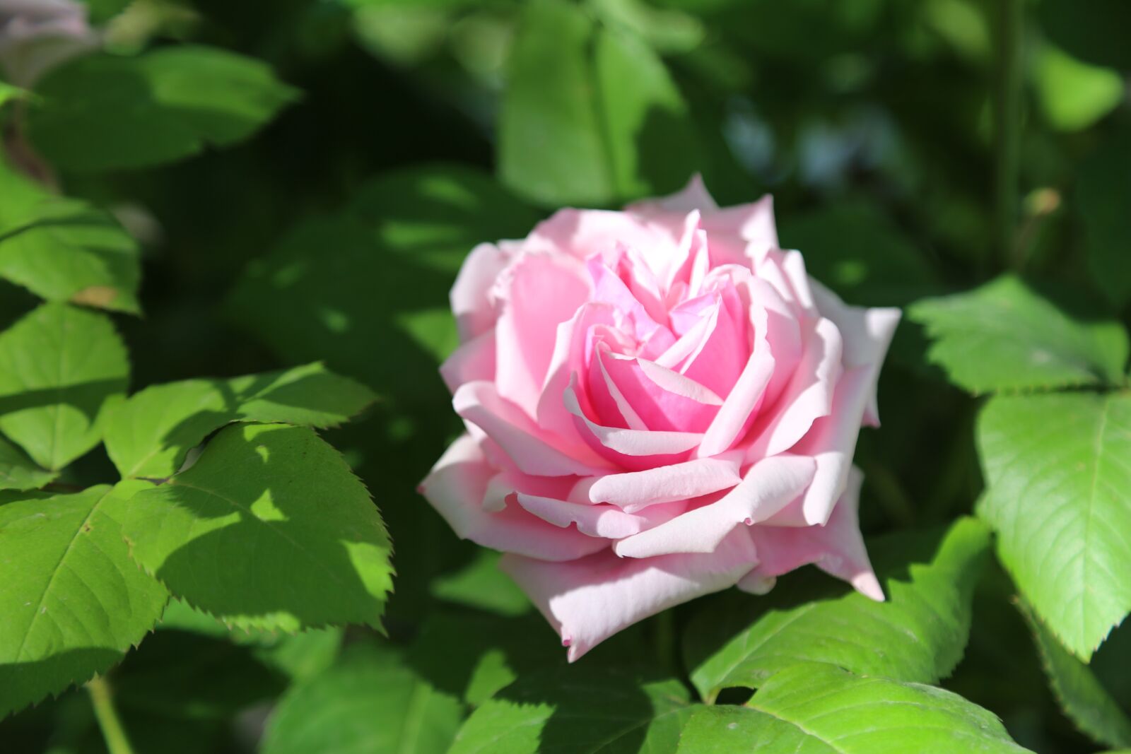 Canon EF 24-105mm F4L IS USM sample photo. Rose, pinkish rose, flower photography