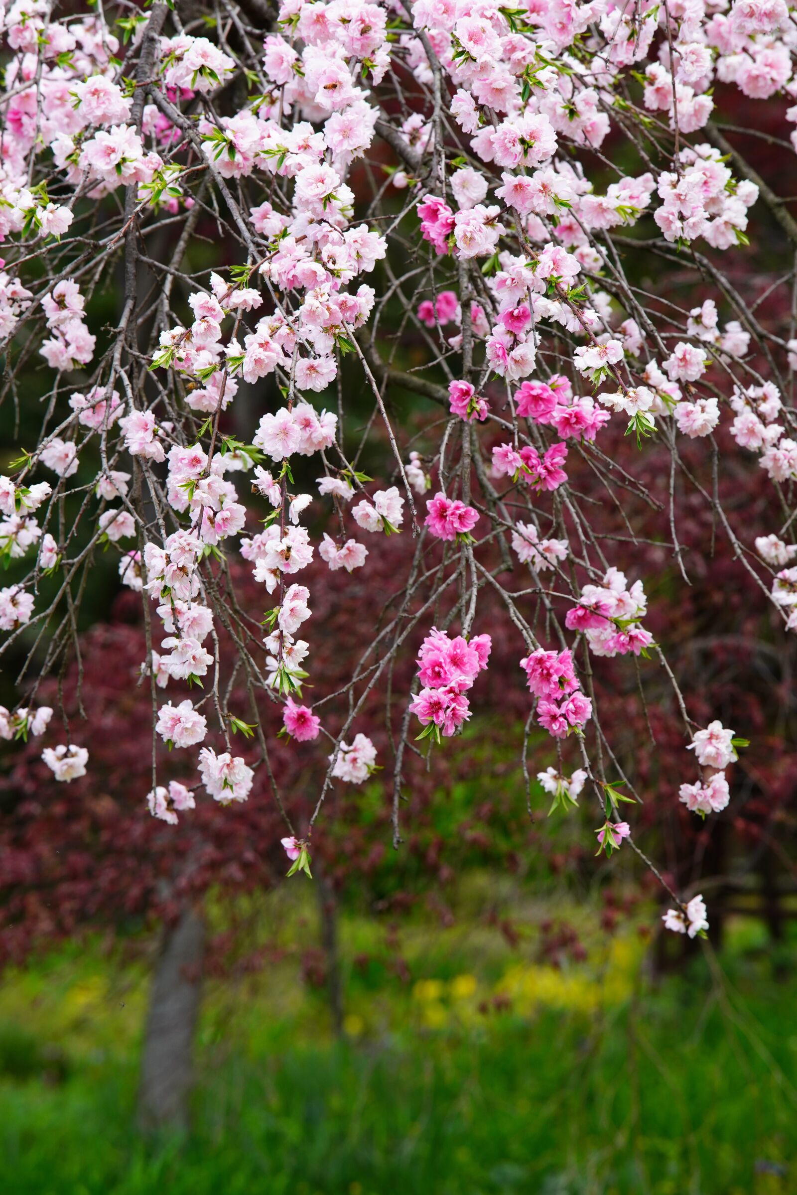 Canon EF 70-200mm F2.8L USM sample photo. Flower, spring, cherry blossoms photography