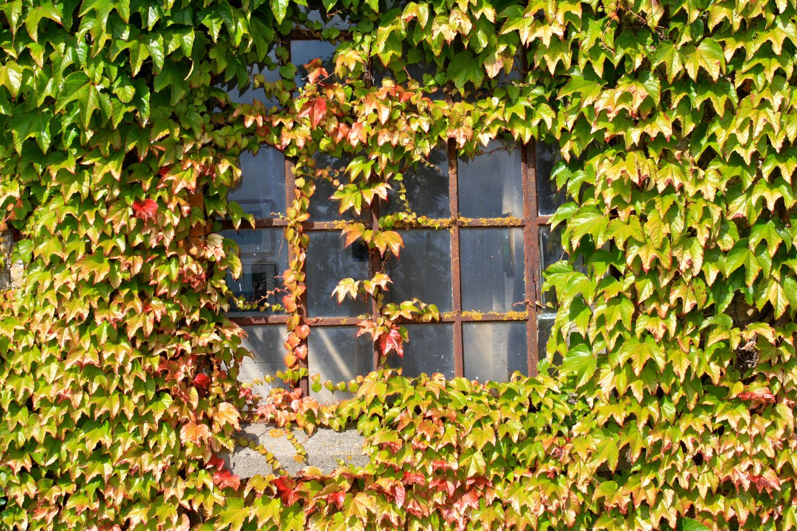 Canon EOS 1000D (EOS Digital Rebel XS / EOS Kiss F) + Canon EF-S 18-55mm F3.5-5.6 IS sample photo. Window, autumn, wine photography