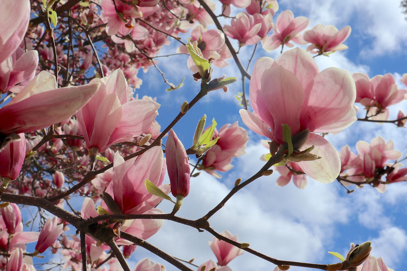 Canon EOS M100 sample photo. Magnolia, pink, spring photography