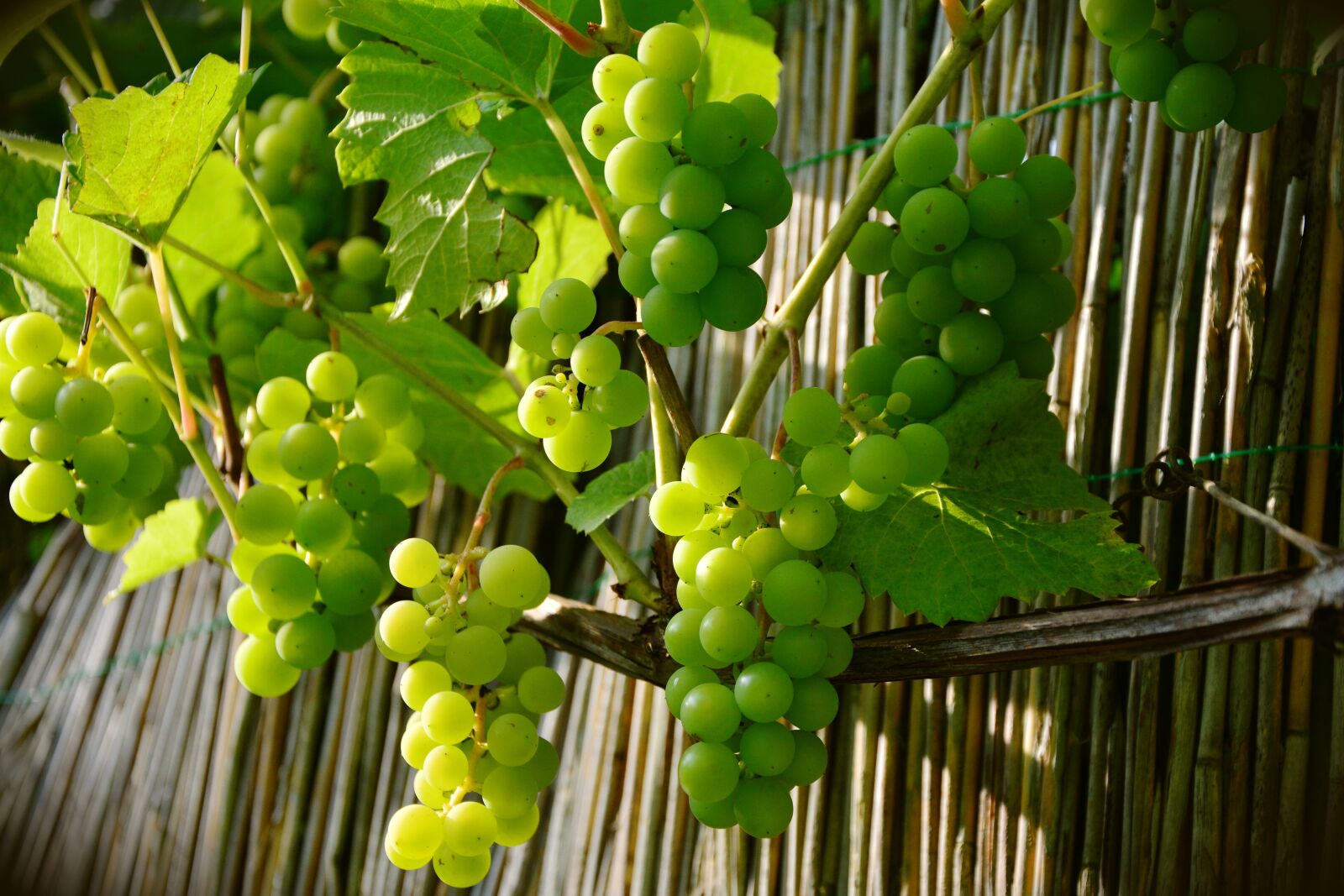 Nikon D5200 sample photo. Grapes, winegrowing, green grapes photography