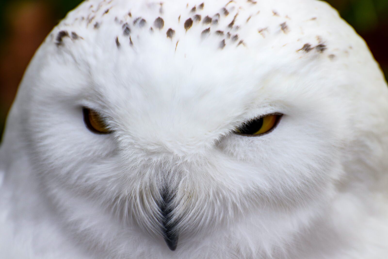 Canon EOS 800D (EOS Rebel T7i / EOS Kiss X9i) sample photo. Owl, snowy owl, bird photography