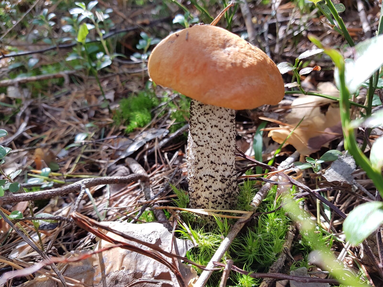 Samsung Galaxy S7 sample photo. Mushroom, rough boletus, mushrooms photography