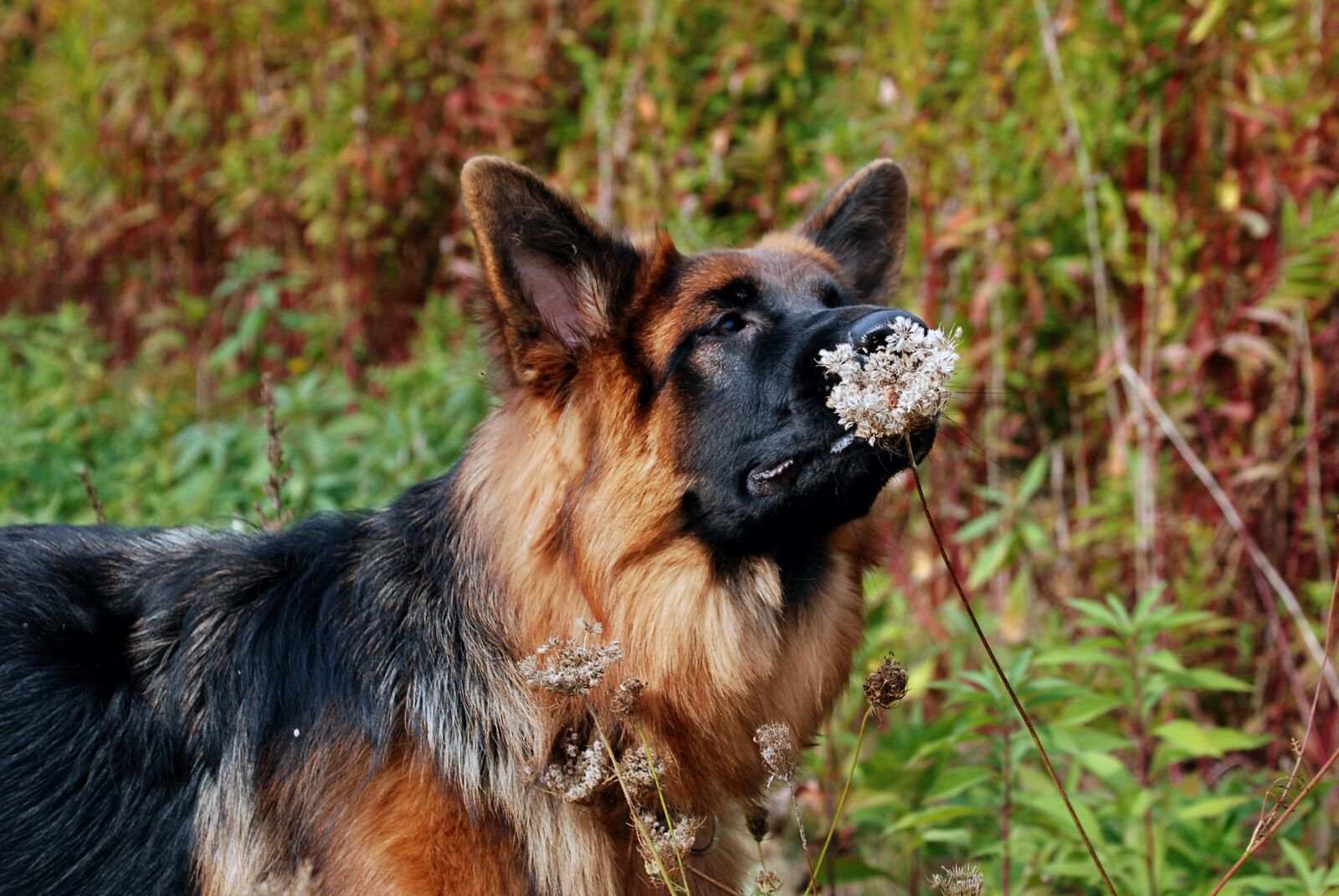 Nikon D80 sample photo. Sch fer dog, dog photography